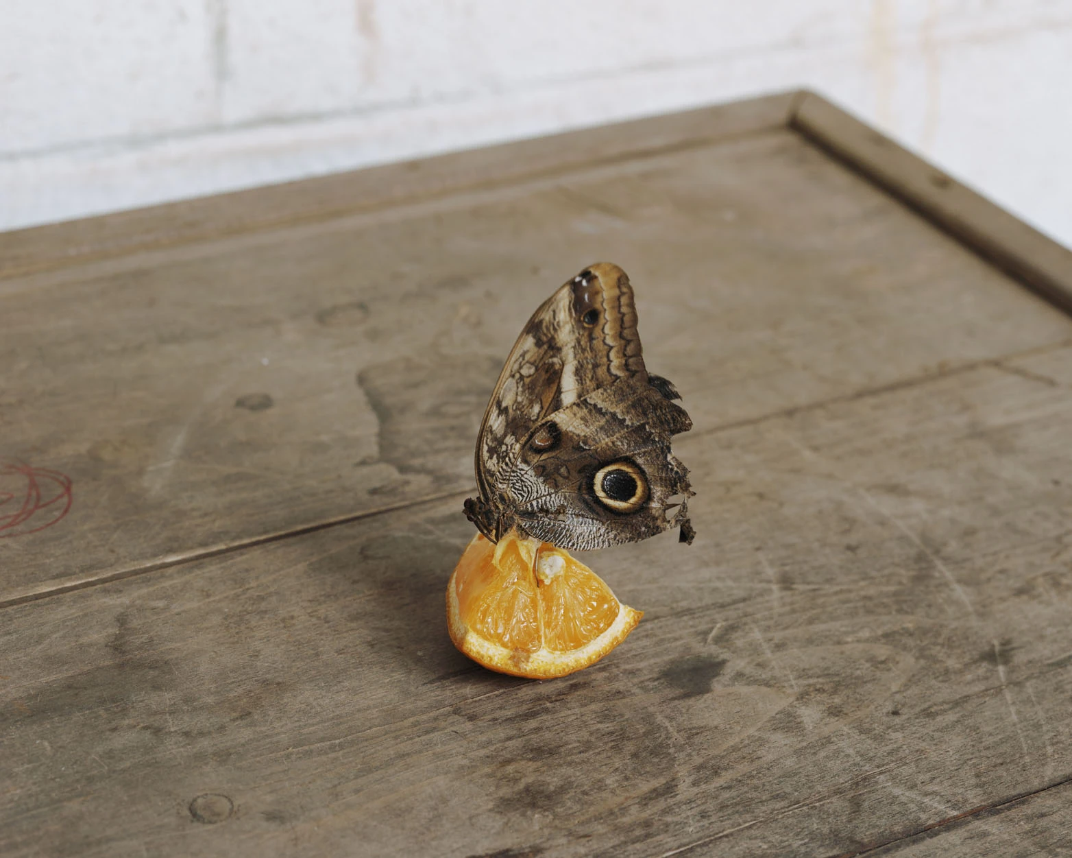 A Pound of Pictures by Alec Soth, photographed by Alec Soth — An owl butterfly with a single eyespot rests on an orange wedge on a weathered wooden tray, from A Pound of Pictures by Alec Soth.
