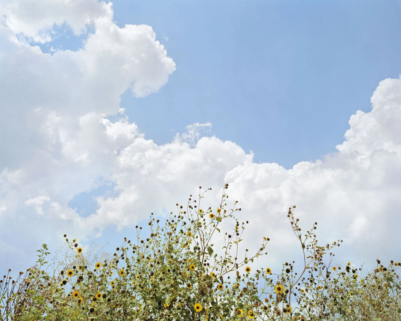 A Pound of Pictures by Alec Soth, photographed by Alec Soth — Cumulus stacks over a stand of wild sunflowers gone half to seed, from A Pound of Pictures by Alec Soth.