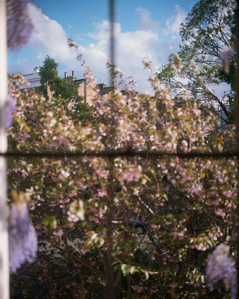 I Know How Furiously Your Heart Is Beating by Alec Soth, photographed by Alec Soth — Cherry blossom pressed against a window pane, brick terraces and chimney pots beyond the branches, from I Know How Furiously Your Heart Is Beating by Alec Soth.