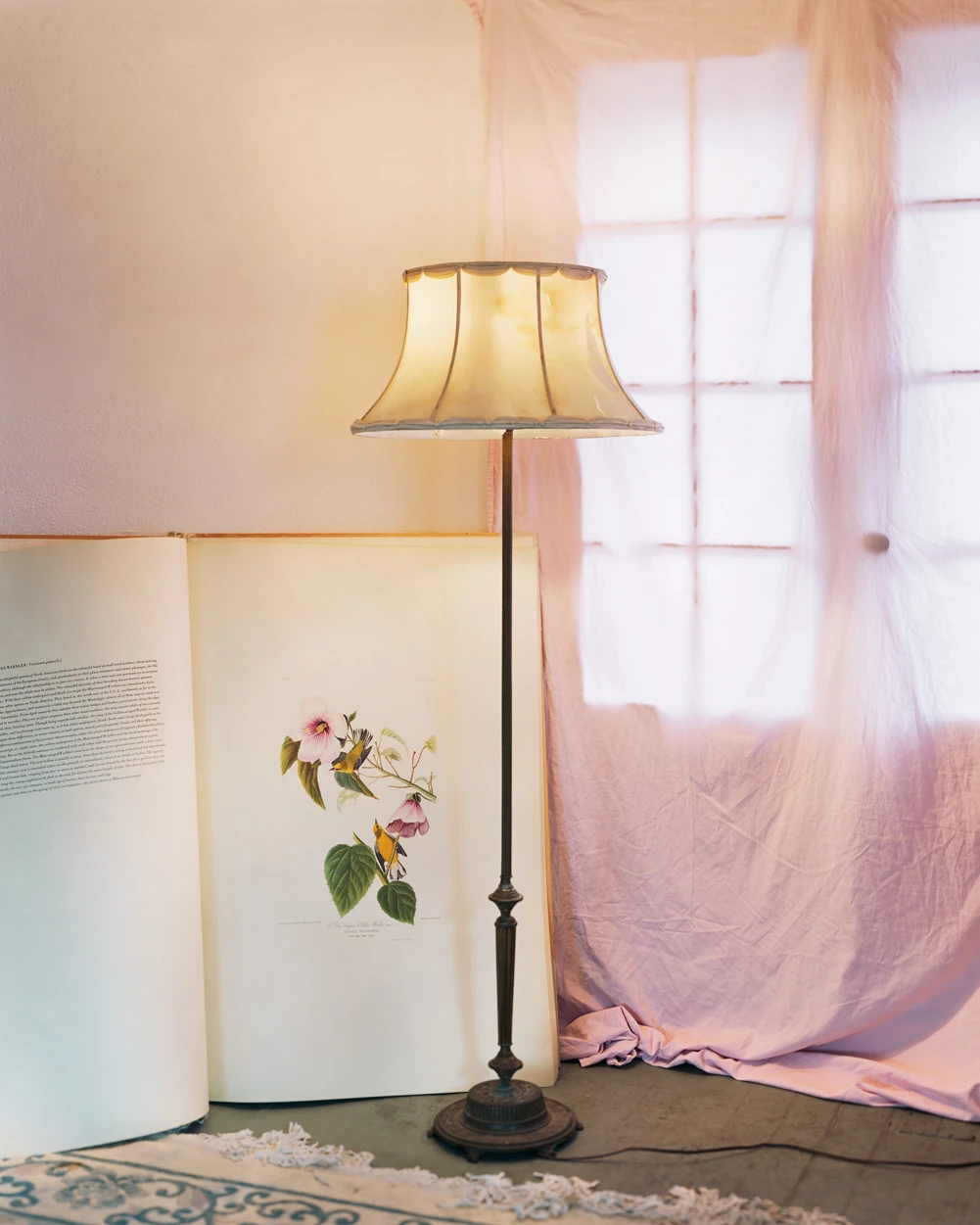 I Know How Furiously Your Heart Is Beating by Alec Soth, photographed by Alec Soth — An open folio showing a hand-coloured warbler plate propped beside a standing lamp, pink cloth draped across the window, from I Know How Furiously Your Heart Is Beating…