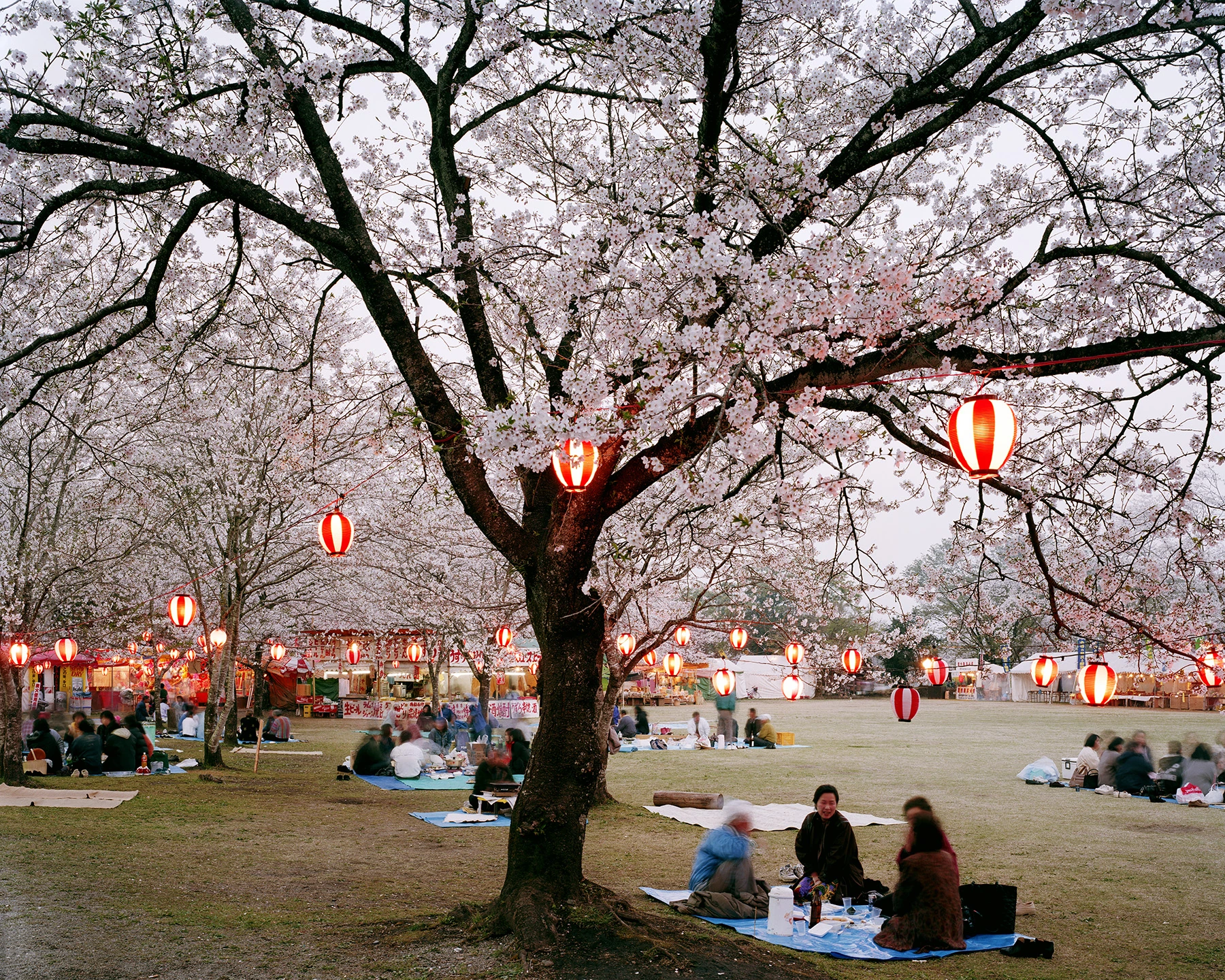 MIYAZAKI by Mark Power, photographed by Mark Power — Red and white paper lanterns strung through a cherry tree in full blossom at dusk, groups seated on blue sheets on the grass below and lit festival stalls along the far edge.