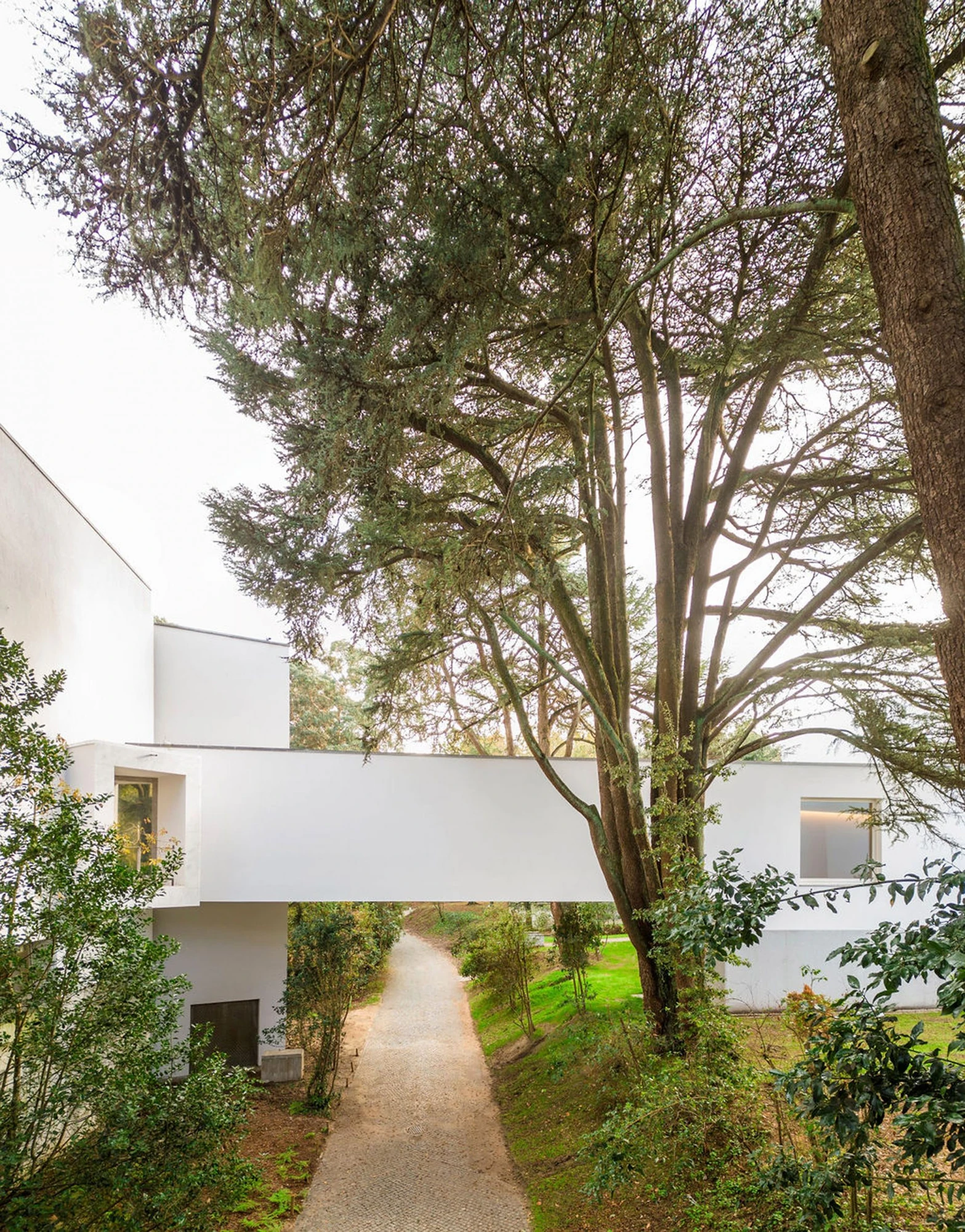 Serralves Museum New Wing by Álvaro Siza — The elevated gallery bridge of the Álvaro Siza Wing spanning a gravel path in Serralves Park, its white underside carried between two cedars.