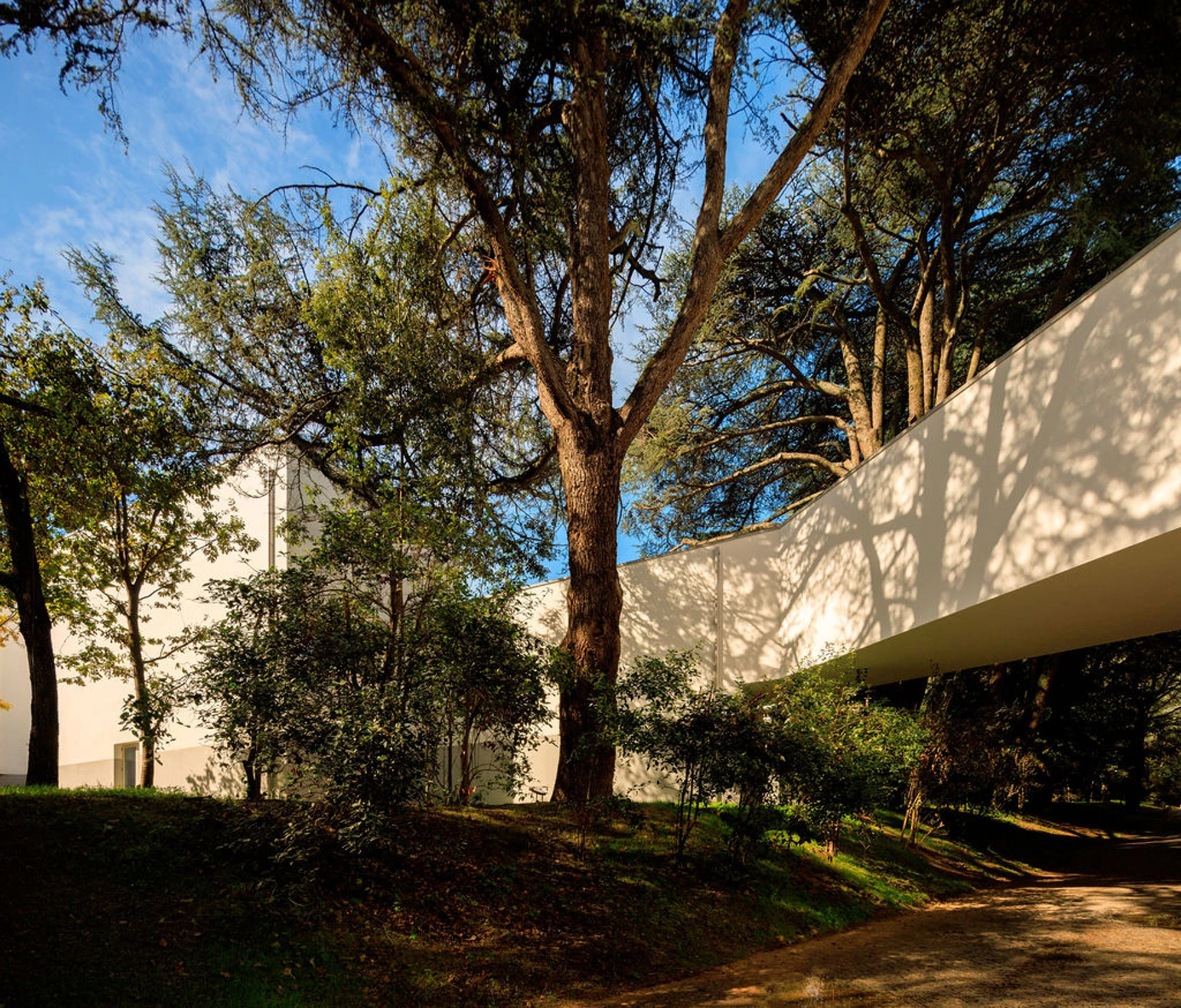 Serralves Museum New Wing by Álvaro Siza — The long white wall of the Álvaro Siza Wing running through the trees of Serralves Park, dappled with the shadow of a cedar.