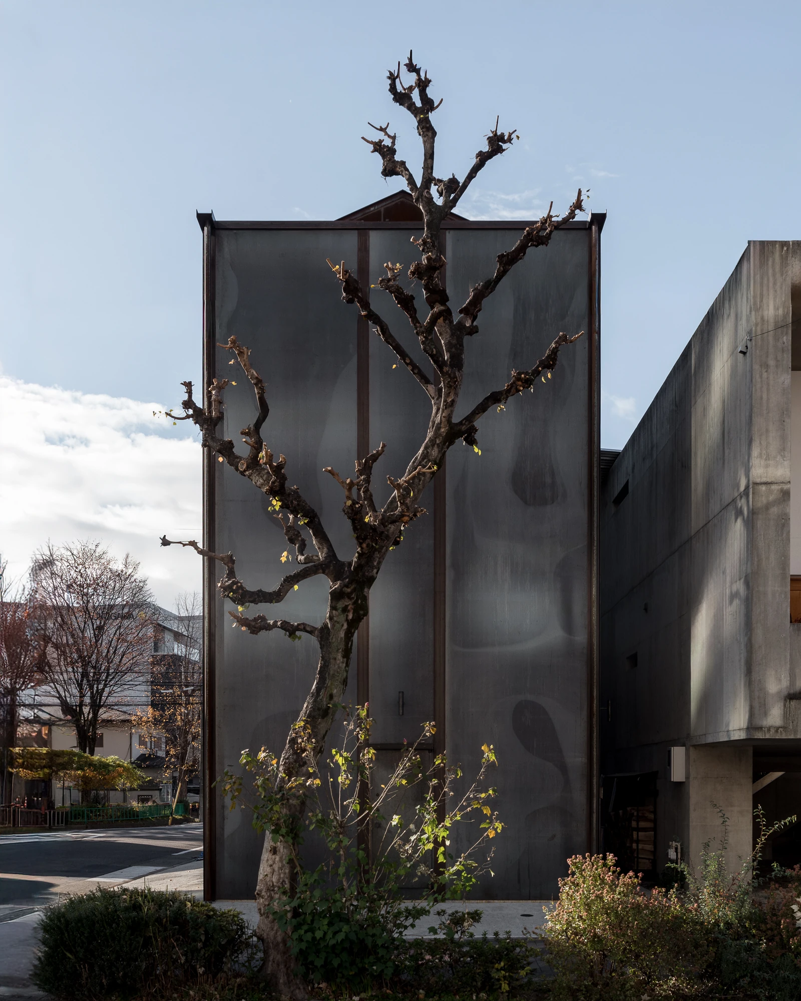 Shironishi Office by Tomoaki Uno Architects, photographed by Nathanael Bennett — A pollarded tree in front of the blank steel wall, bare branches breaking up the flat plate.