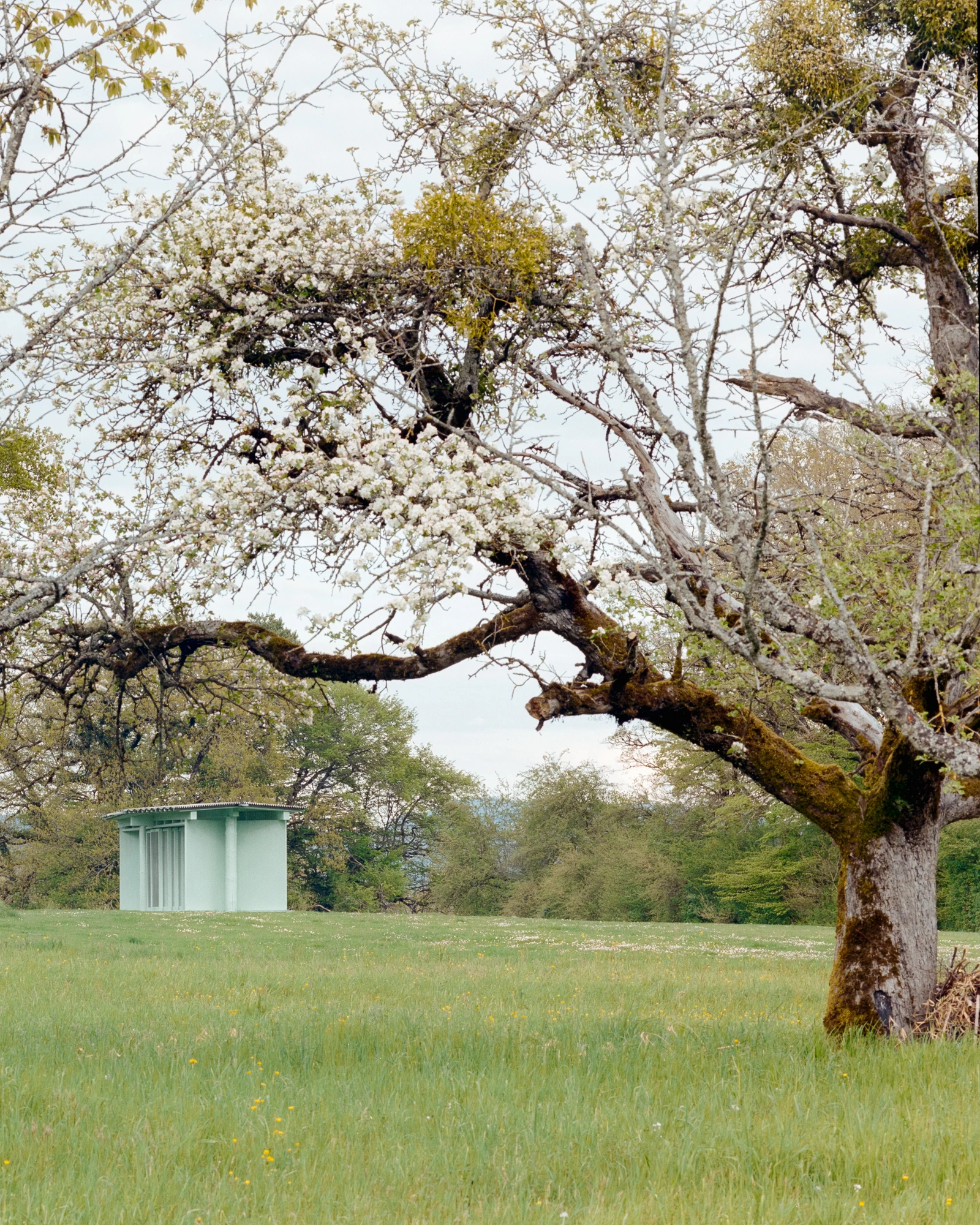 Pavilion of the Sliding Doors by Piertzovanis Toews, photographed by Federico Farinatti — An old fruit tree in blossom fills the foreground, its mossy limbs reaching across the grass.