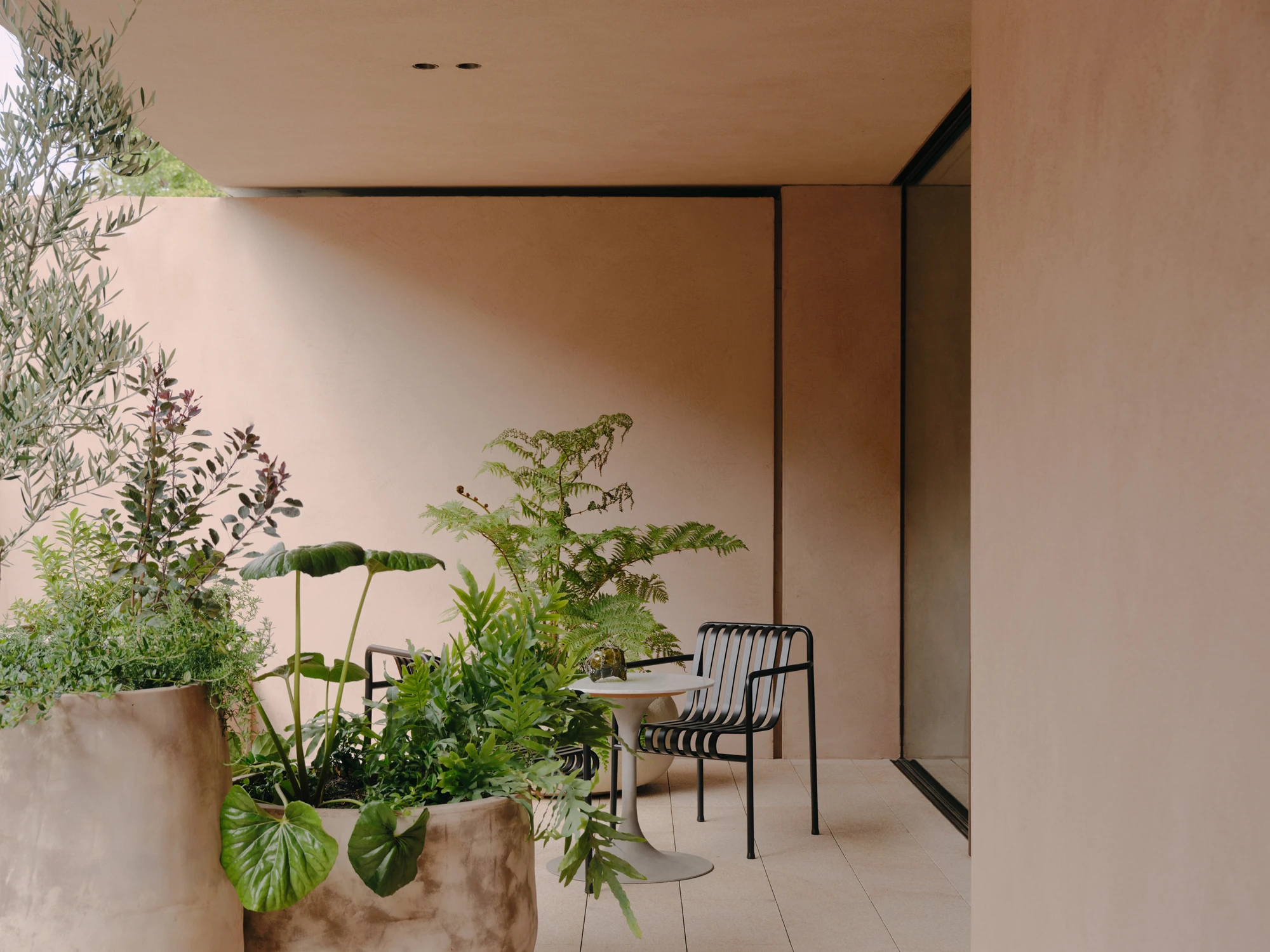 49 Walsh Street by MORQ, photographed by Tom Ross — A terrace enclosed by earth render walls, with large render planters holding an olive tree, ferns and broad-leaved greenery.