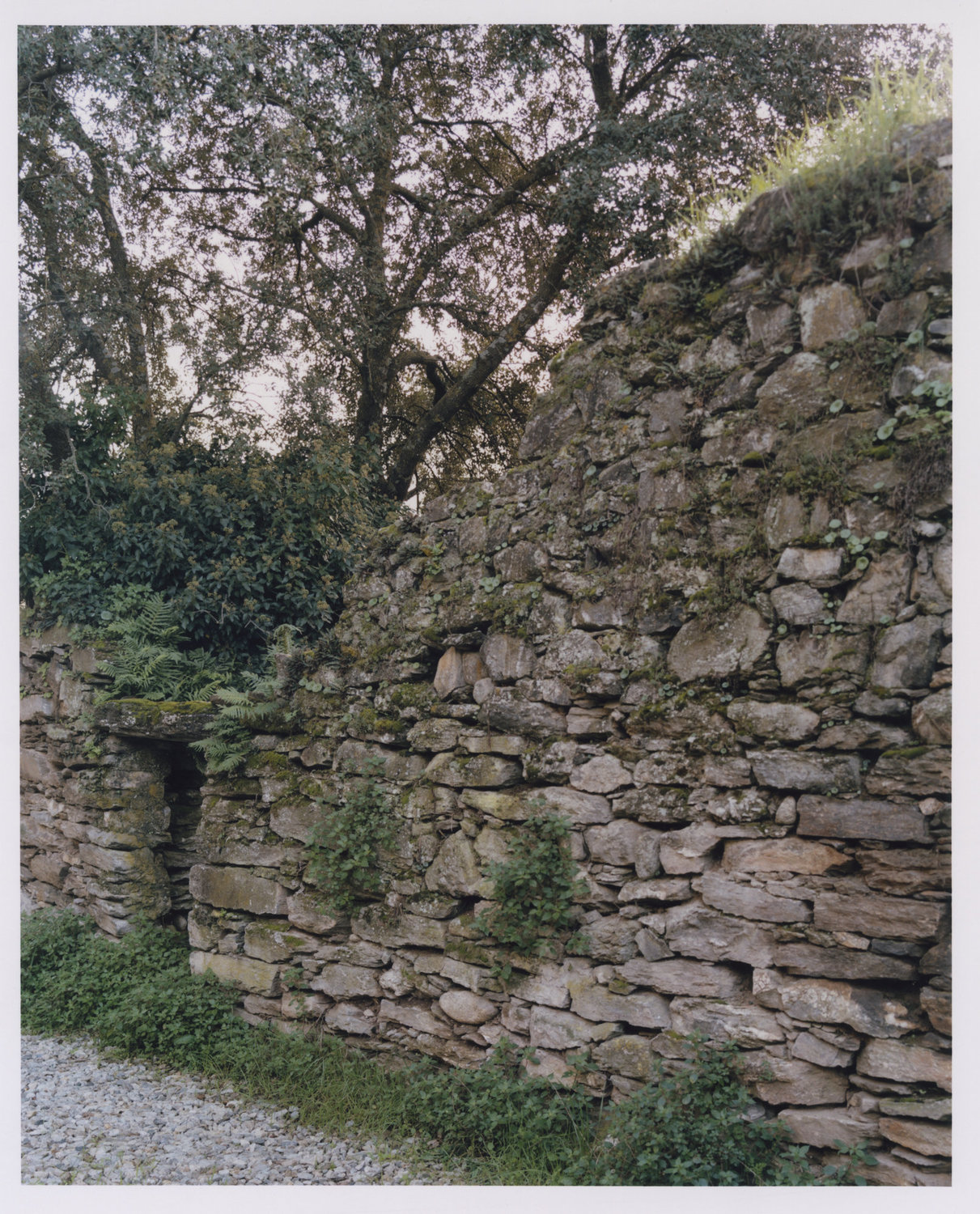 Office Orma Architettura by Orma Architettura — A mossed, half-collapsed dry-stone enclosure wall on the site, overhung by trees.