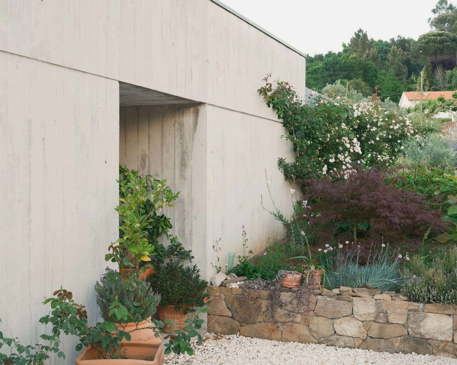 Casa de Souvinha by Parto Atelier, photographed by Francisco Ascensão, Parto Atelier — A recessed opening cuts into the board-formed concrete wall above potted citrus and climbing roses, a burgundy Japanese maple anchoring the dry-stone planter.