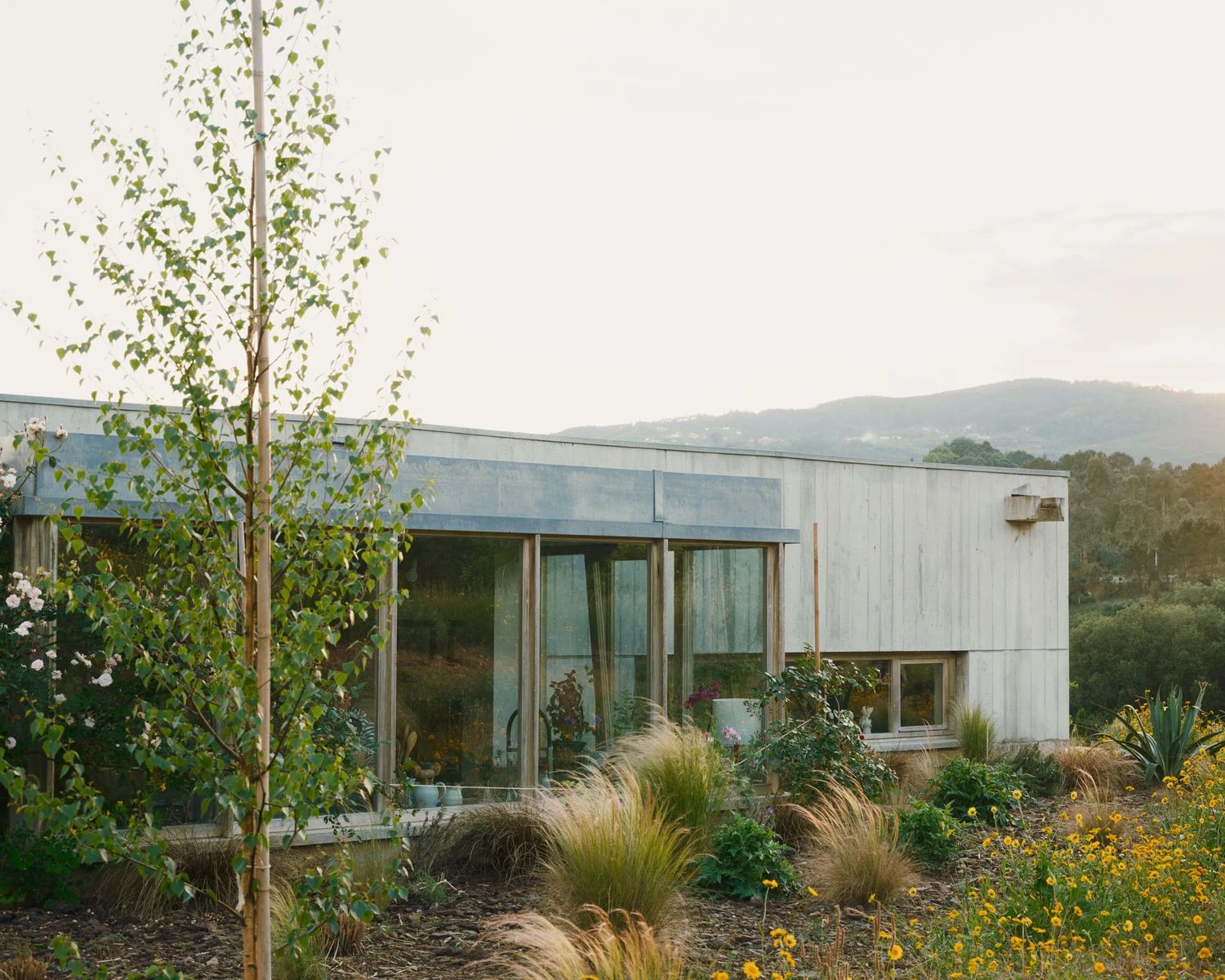 Casa de Souvinha by Parto Atelier, photographed by Francisco Ascensão, Parto Atelier — The low concrete home stretches along the ridge at golden hour, its corner glazing set behind a wild meadow of feather grasses, yellow flowers and a young birch.