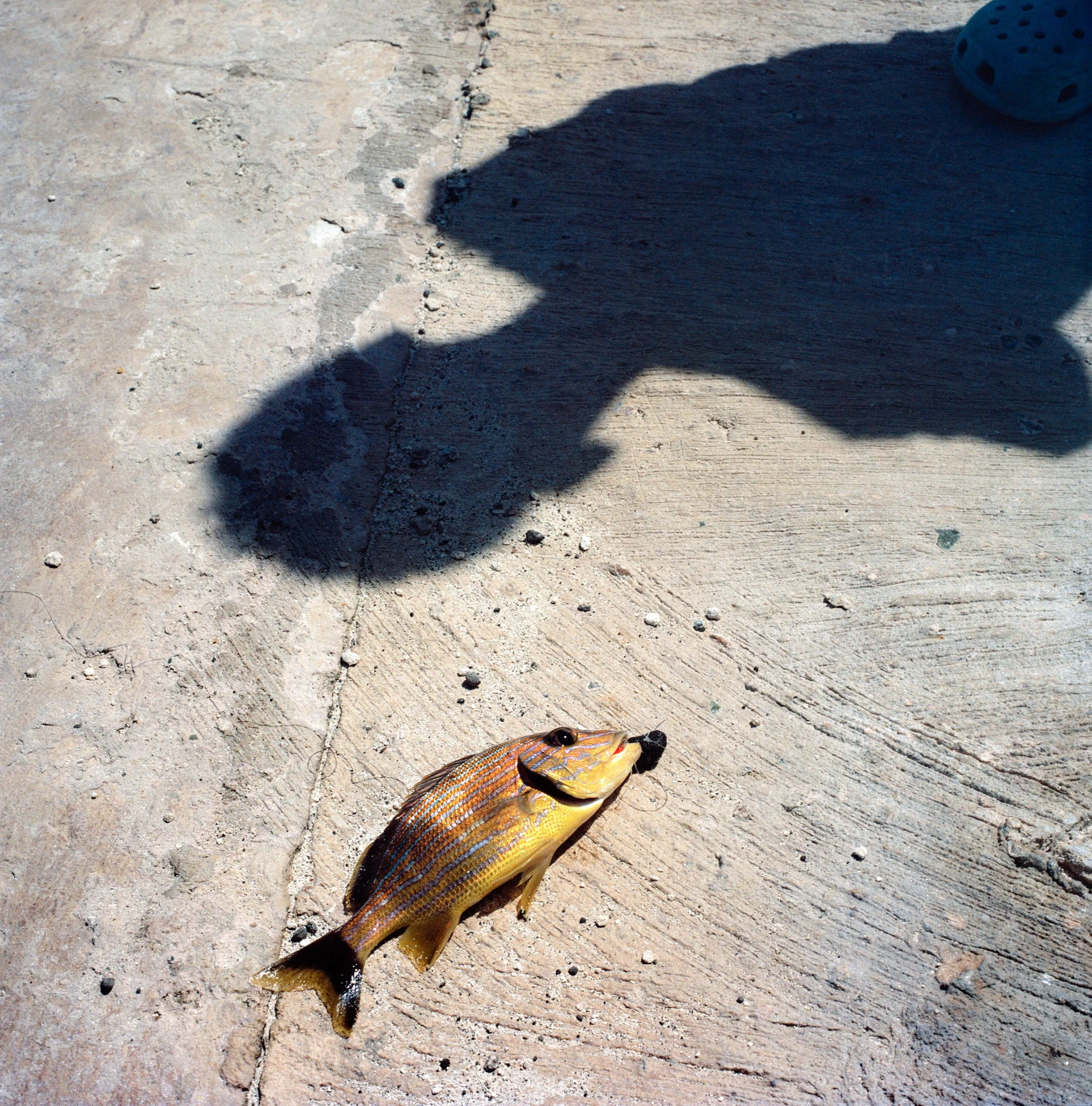 Descendants of Summer by Nicola Muirhead, photographed by Nicola Muirhead — A single striped snapper lies on sun-bleached concrete, the shadow of a figure and a net float falling across the ground beside it.