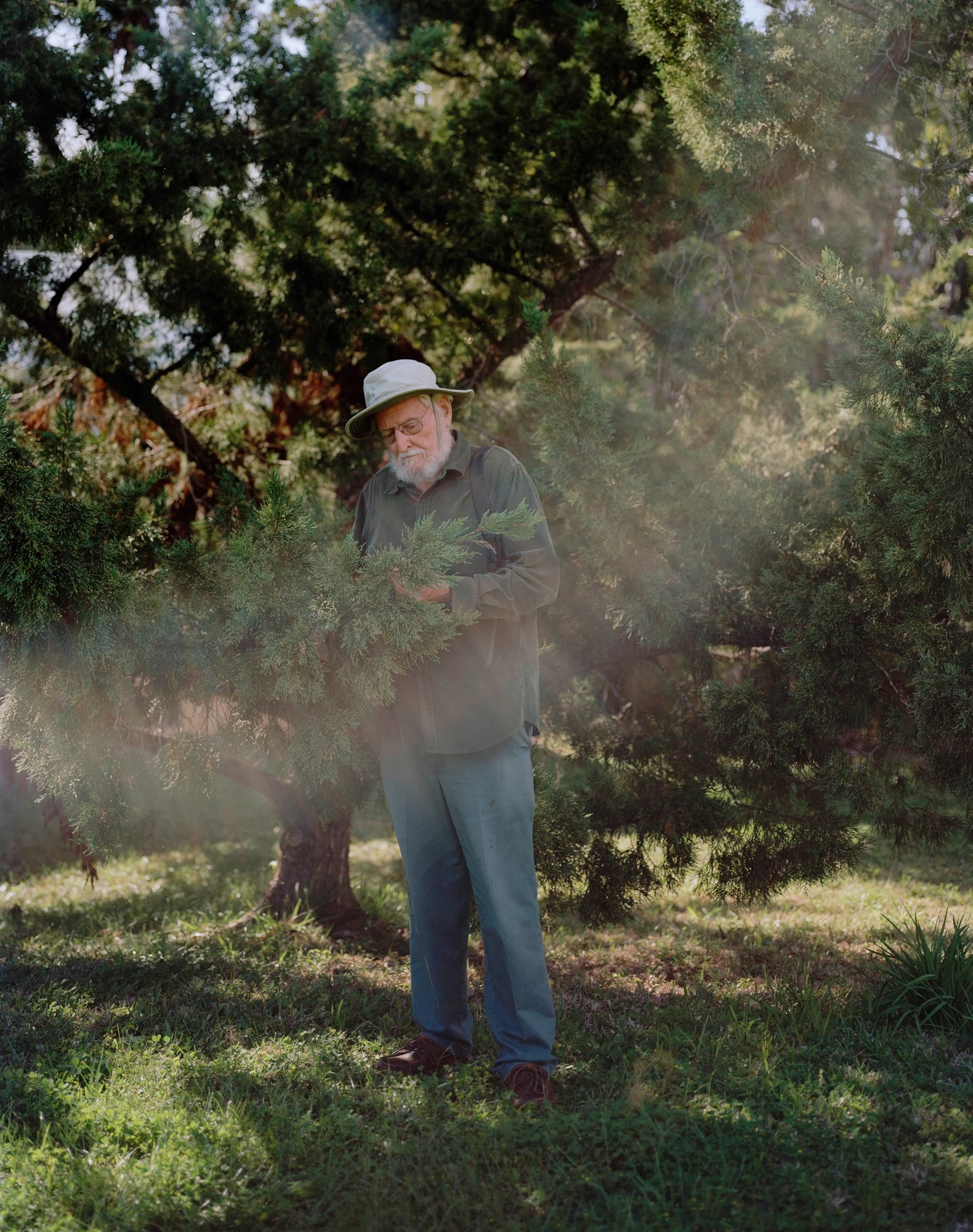 Descendants of Summer by Nicola Muirhead, photographed by Nicola Muirhead — An older man in a bush hat and glasses stands among dense cedar, cradling a sprig of the evergreen as sunlight flares through the branches.