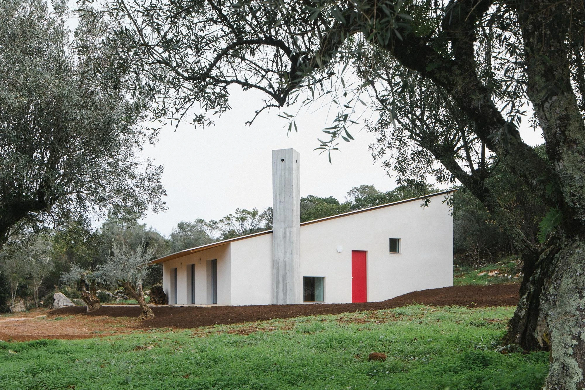 House in Cerrado by Atelier Espaço P2, photographed by José Campos — A white plastered house stands behind olive trees, its concrete chimney and red door framed by silver foliage over a green field.