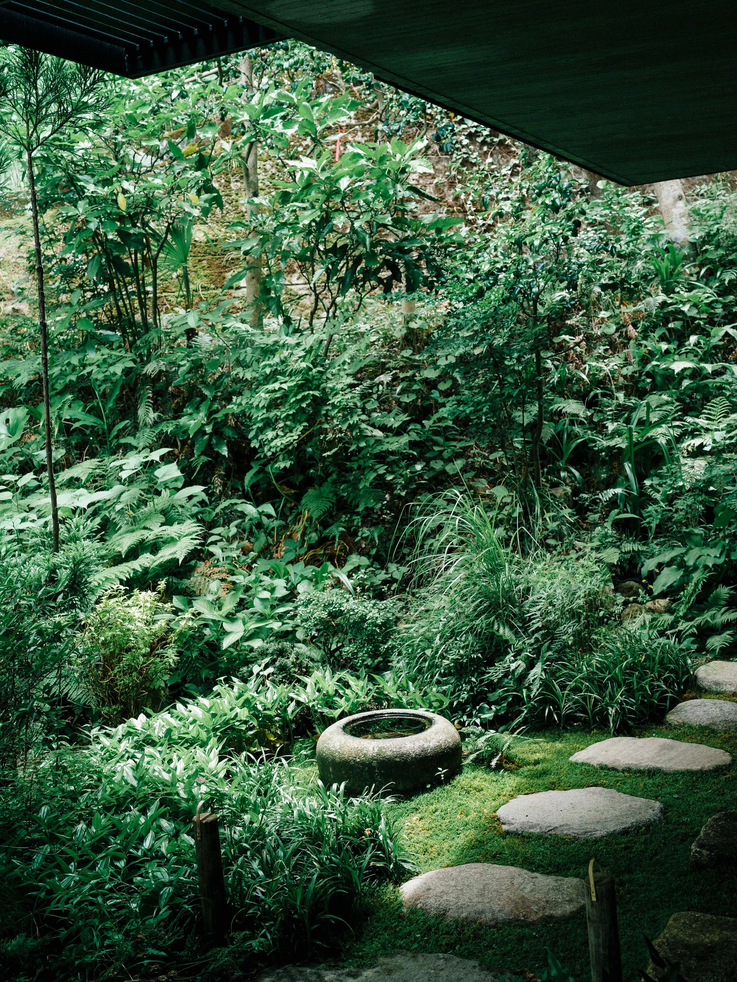 Konkuri-an by Teitakusubako, Yusuke Igarashi Architects, photographed by Kentaro Nemoto, Kazumasa Harada — The valley garden below the teahouse, dense green planting and a stone water basin under the concrete eave.