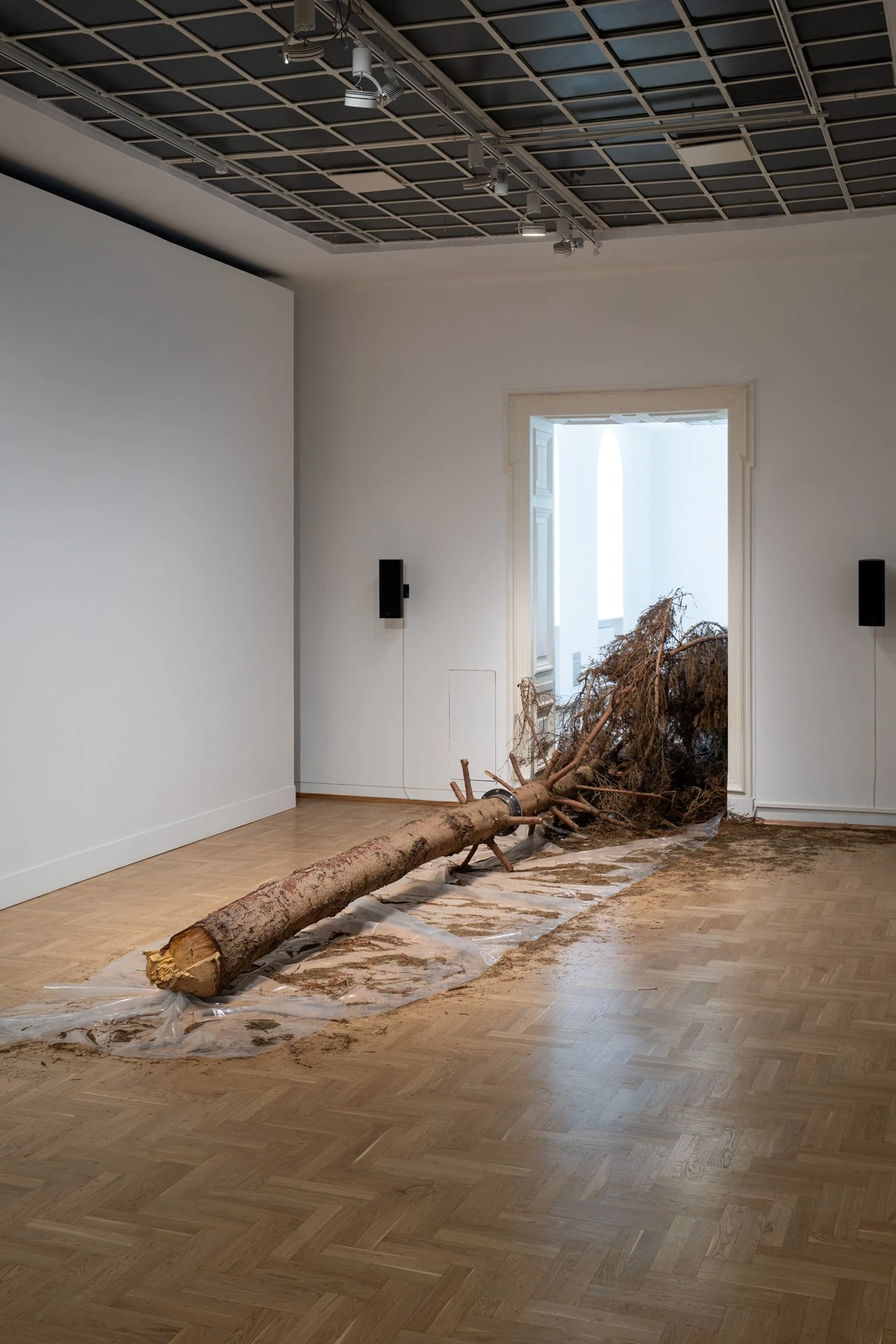 Żywica* Solar Plexus by Jura Shust, photographed by Maciej Landsberg — Świerk posadzony obok domu, the felled spruce running across the parquet from its sawn trunk to the upturned root ball in the doorway.