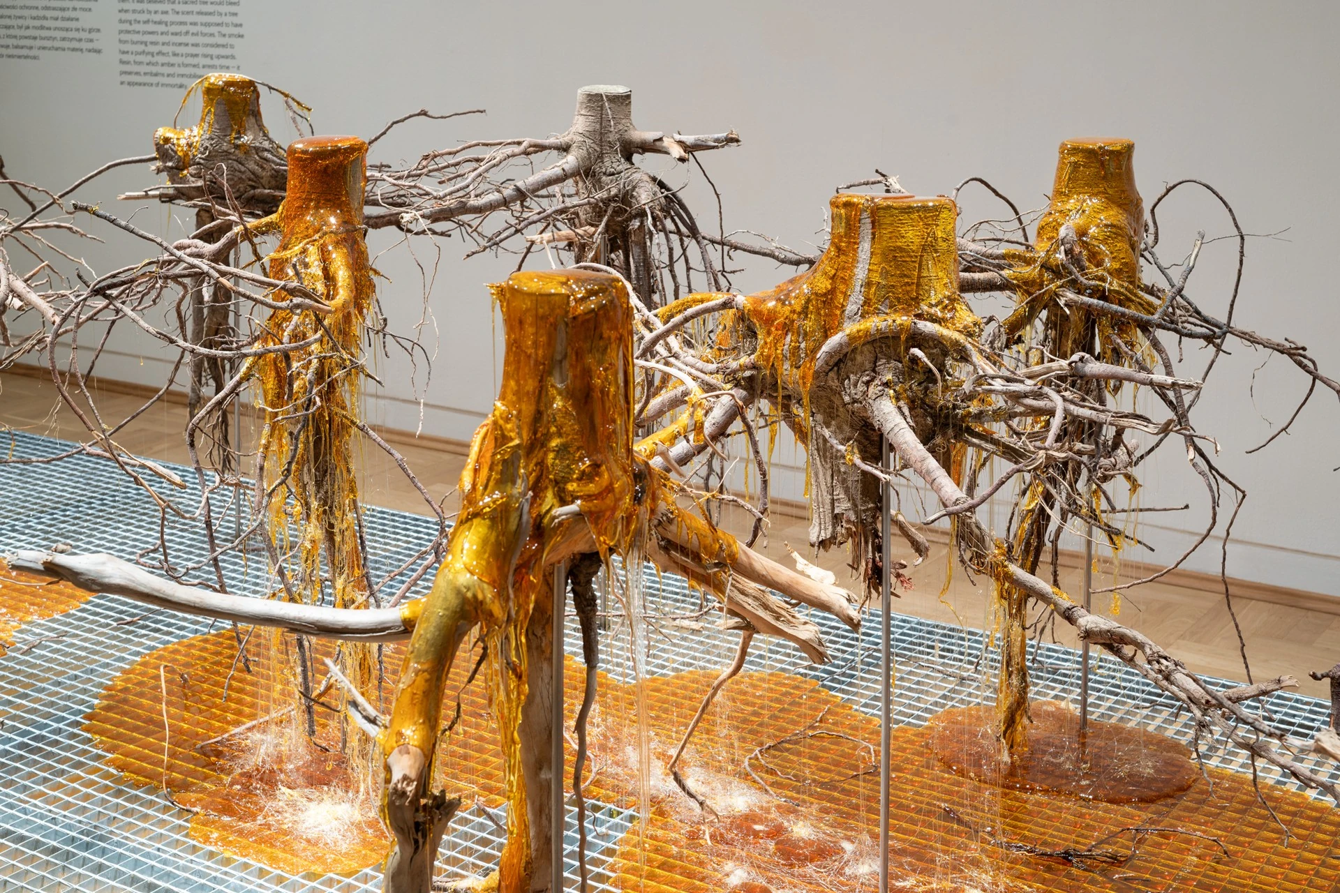 Żywica* Solar Plexus by Jura Shust, photographed by Maciej Landsberg — Żywica* Solar Plexus in detail, resin sealing the severed spruce roots, exhibition text behind.