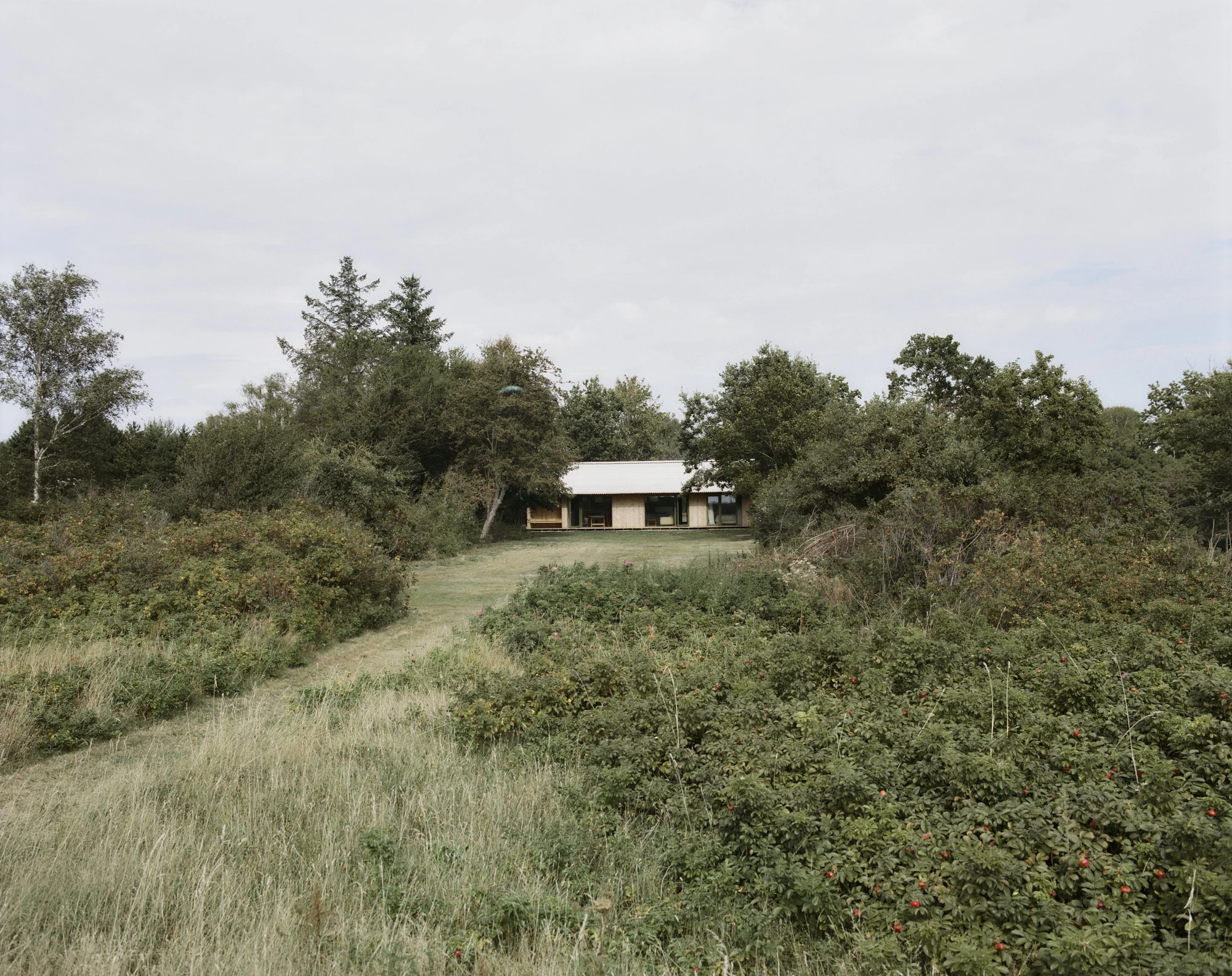 Stenkløvervej Vacation House by Studio Furö, photographed by Ditte Auguste Mørkholt — The house seen from a distance across rough grass and low scrub, its roof just visible above the treeline.