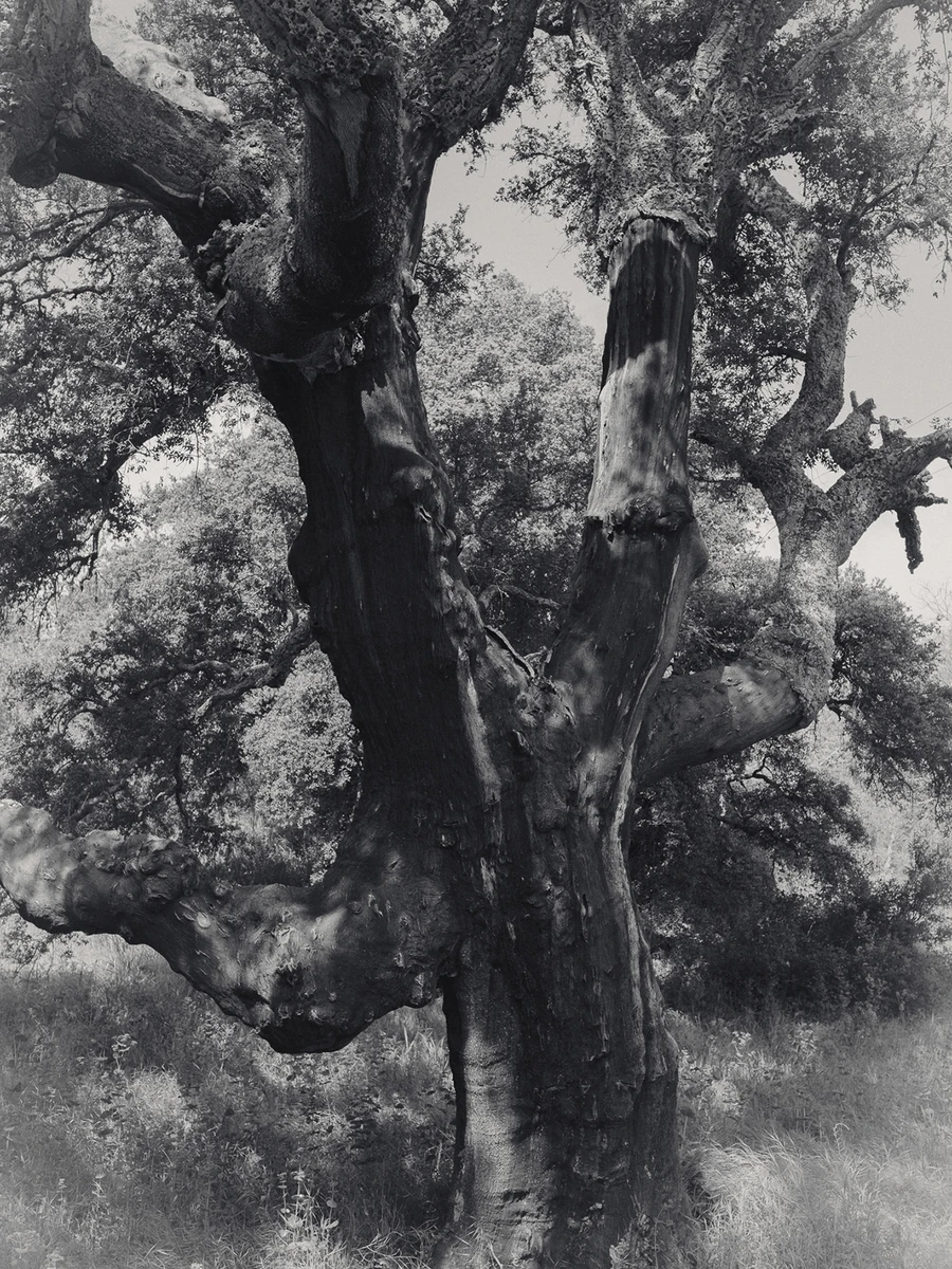 An Island Within the Island by succco, photographed by succco — A gnarled cork oak with a stripped, dark lower trunk stands against dense summer woodland.