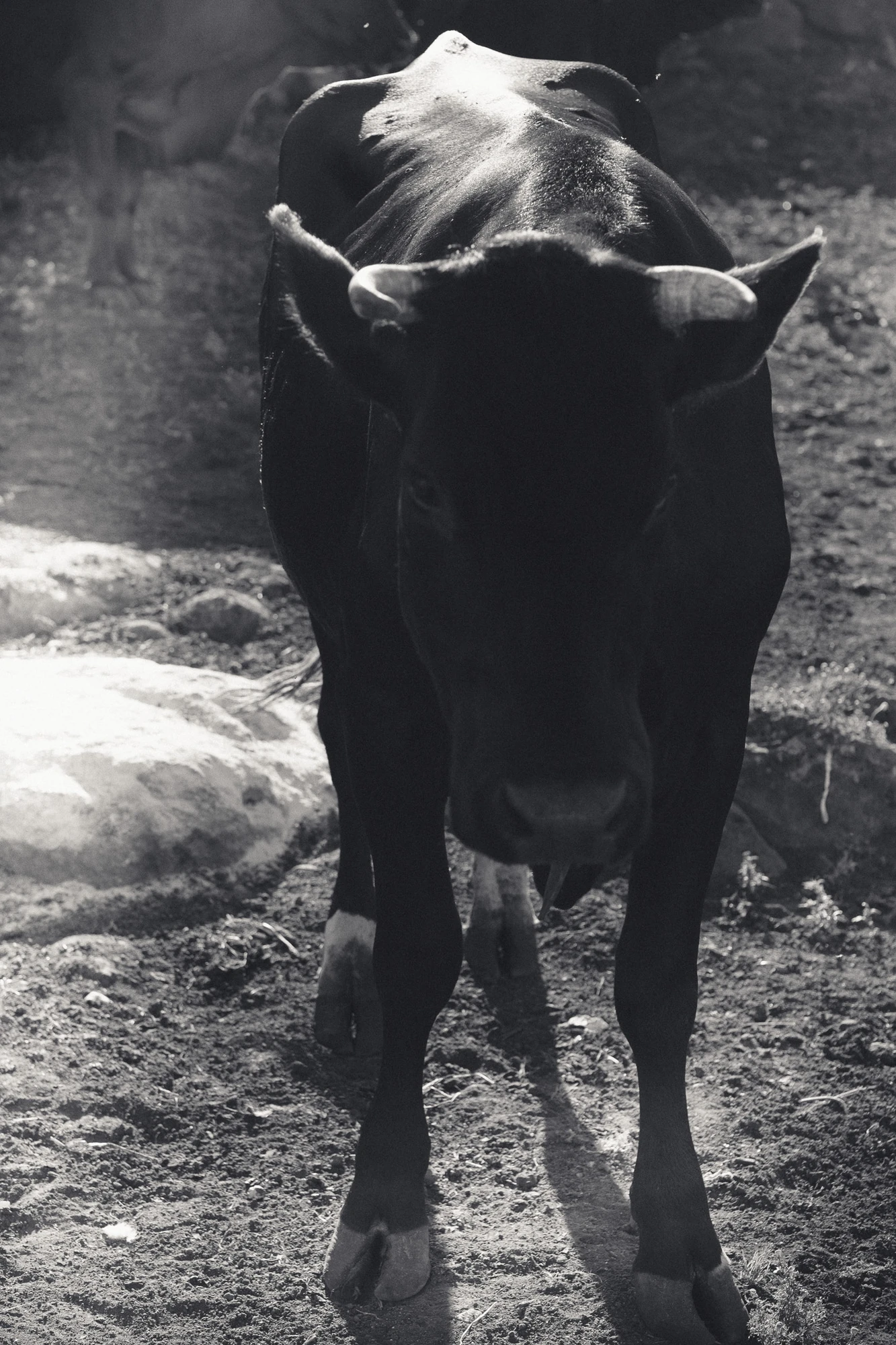 An Island Within the Island by succco, photographed by succco — A dark, short-horned cow stands on bare trodden earth, backlit until its body reads almost as silhouette.