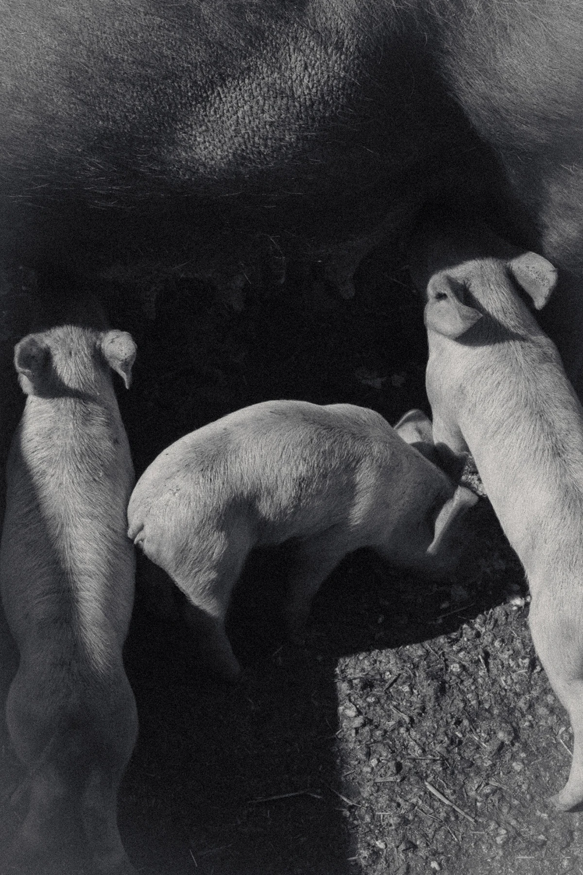 An Island Within the Island by succco, photographed by succco — Seen from above, pale piglets press in to nurse against the dark flank of a sow, their snouts lost in shadow, bare earth at the lower edge.