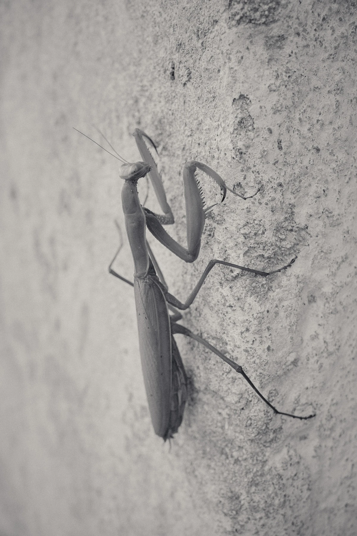 An Island Within the Island by succco, photographed by succco — A praying mantis clings to a rough, pitted plaster wall, its forelegs raised and long body in sharp relief.