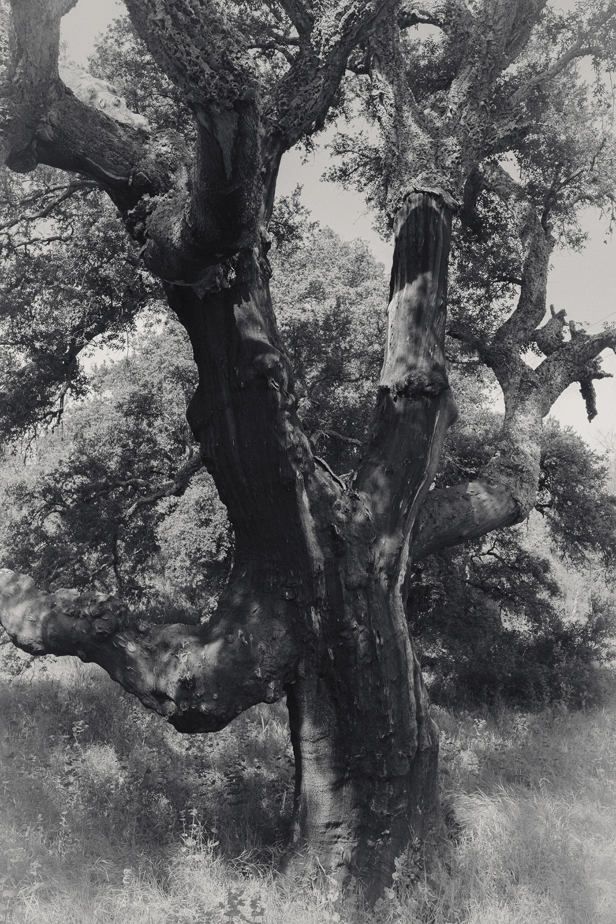 An Island Within the Island by succco, photographed by succco — A twisting cork oak with its bark stripped to a dark trunk rises from tall grass before a wall of woodland.