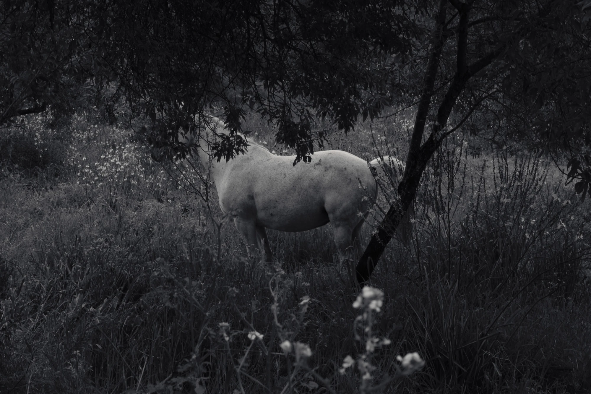 An Island Within the Island by succco, photographed by succco — A pale horse stands half-hidden among tall grass and the dark trunk and low branches of a tree at dusk.