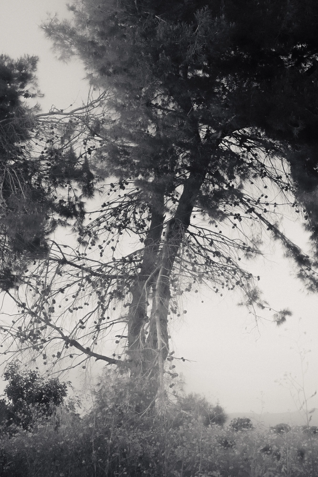 An Island Within the Island by succco, photographed by succco — A tall pine hung with cones stands in mist, its lower branches bare above a hazy field.