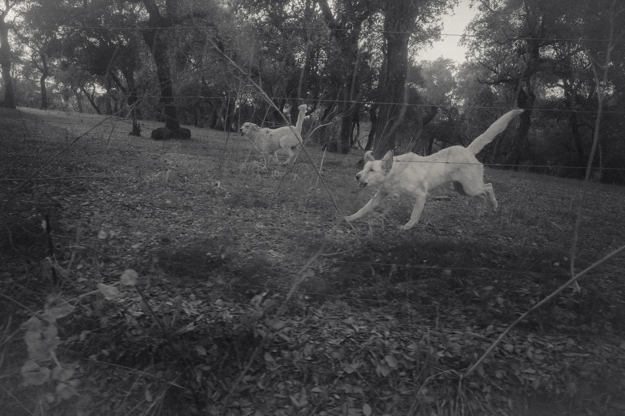 An Island Within the Island by succco, photographed by succco — Two pale sheepdogs bound through a fenced woodland of oaks at dusk, wire fence lines cutting across the frame.
