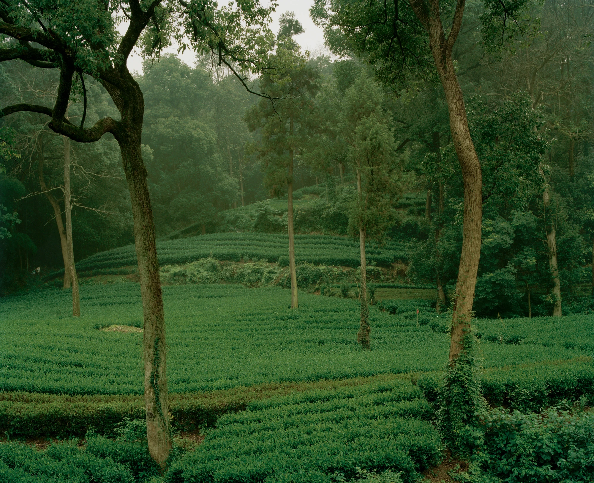 L Hermit House II by Common Wonder, photographed by Willem Pab, Eva Candela — Rows of tea fields curving up a slope between tall trees and woodland.