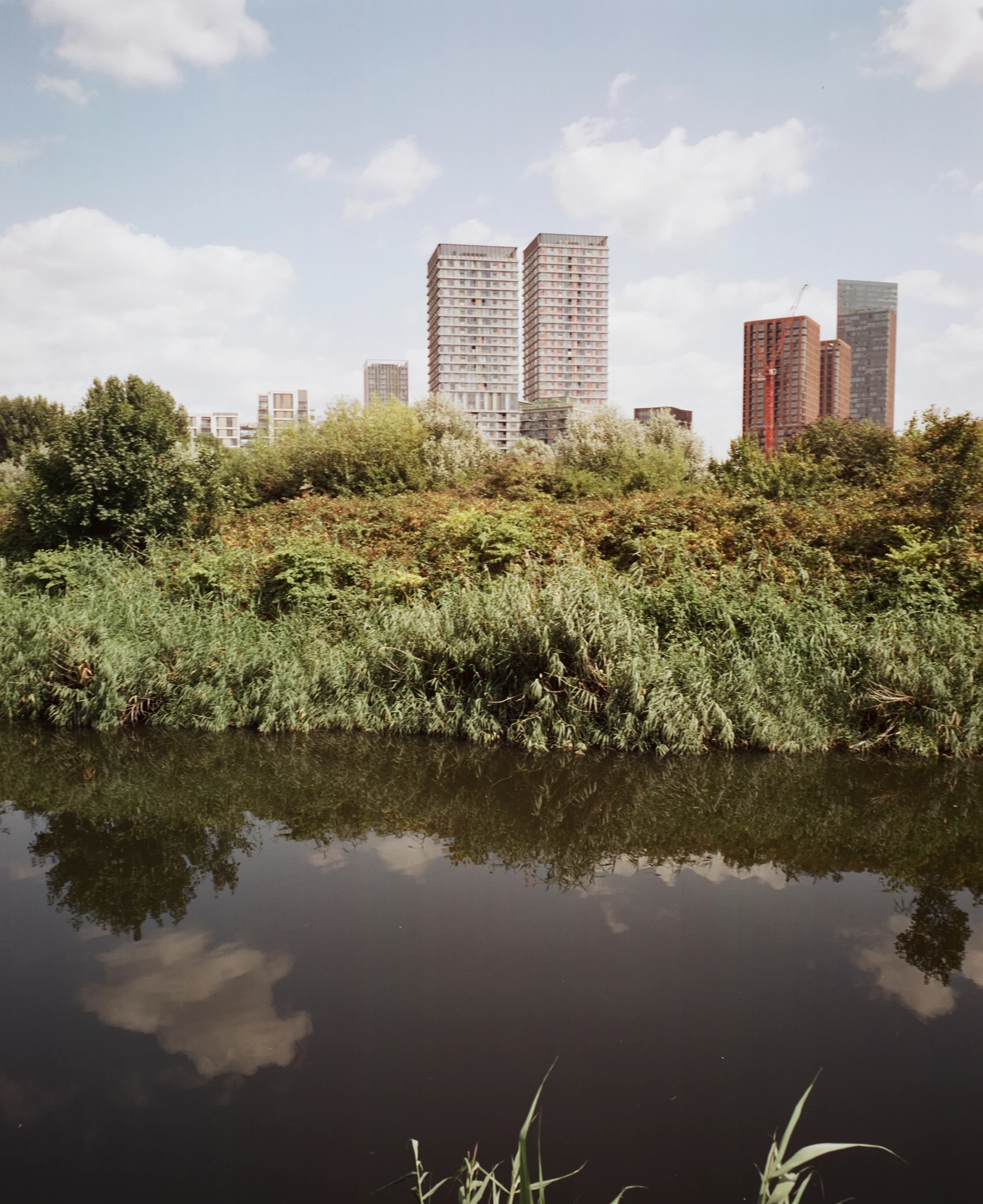 Along the River Lea by Mattia Corato, photographed by Mattia Corato — Stratford: towers rising beyond an overgrown riverbank, reflected in the water.