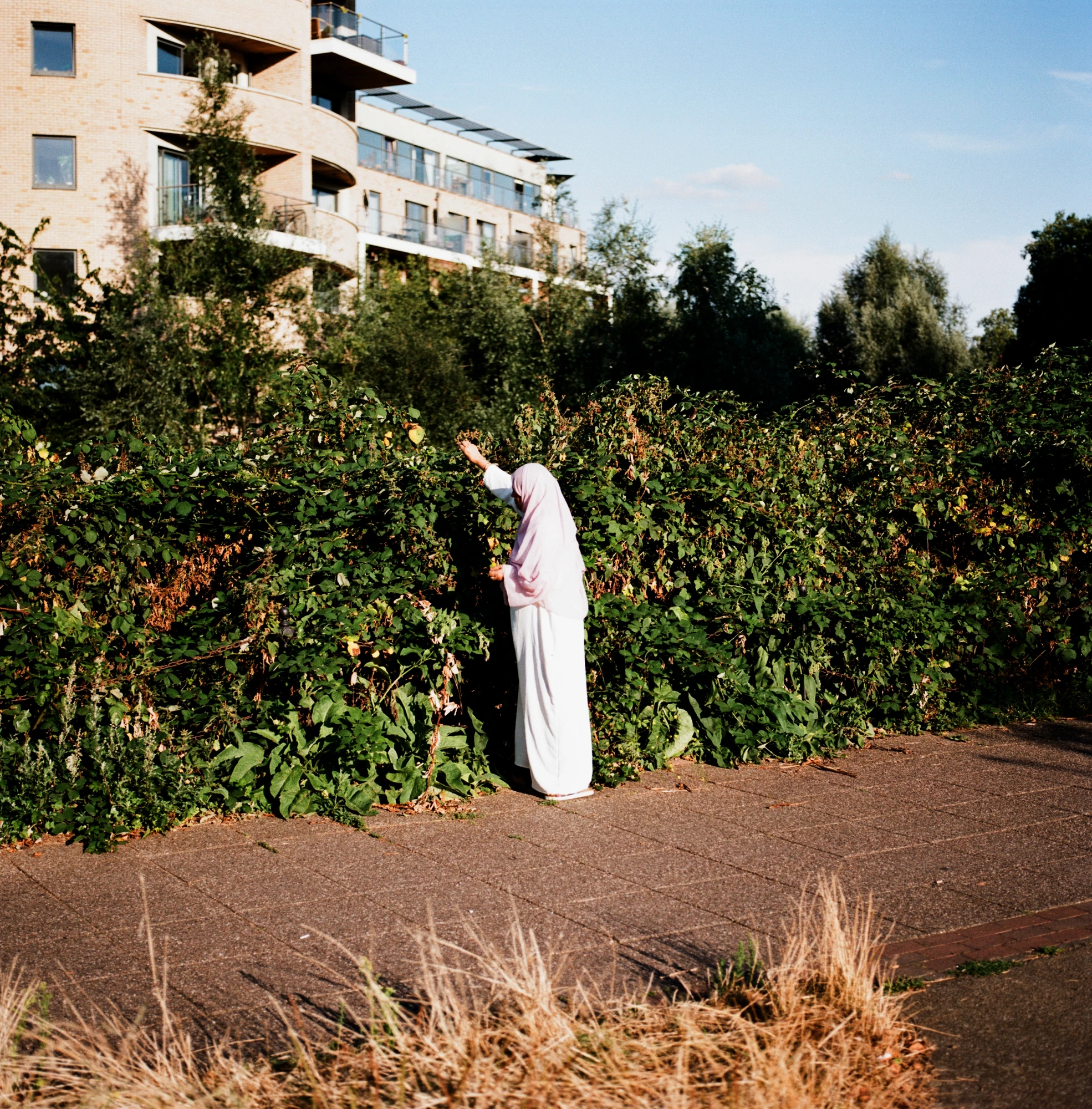 Along the River Lea by Mattia Corato, photographed by Mattia Corato — Millfields Park: a person reaching into dense undergrowth, a building behind.