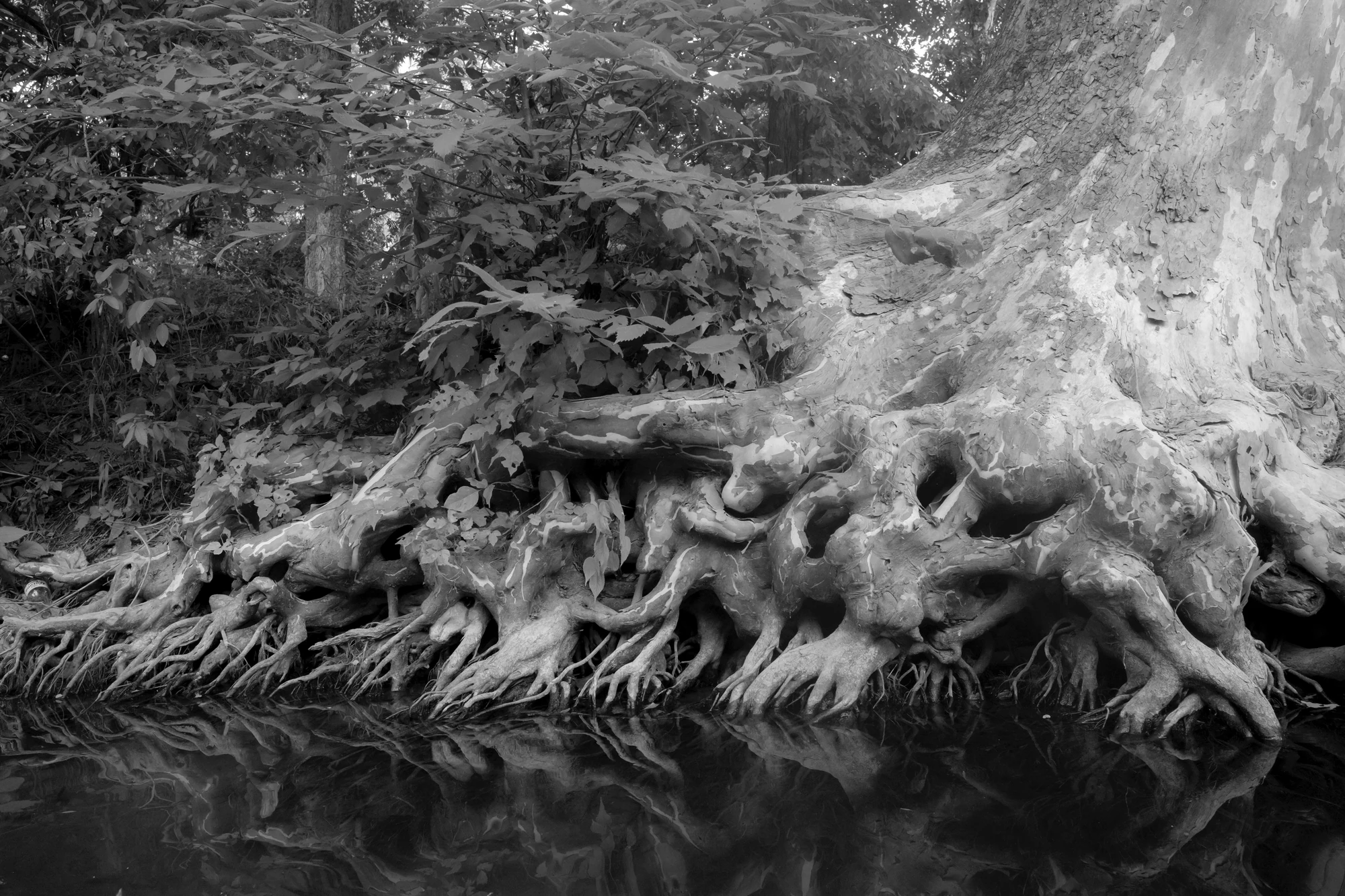 Down by the Hudson by Caleb Stein, photographed by Caleb Stein — Tree Roots, a knotted tangle of pale roots spilling down the bank into dark still water