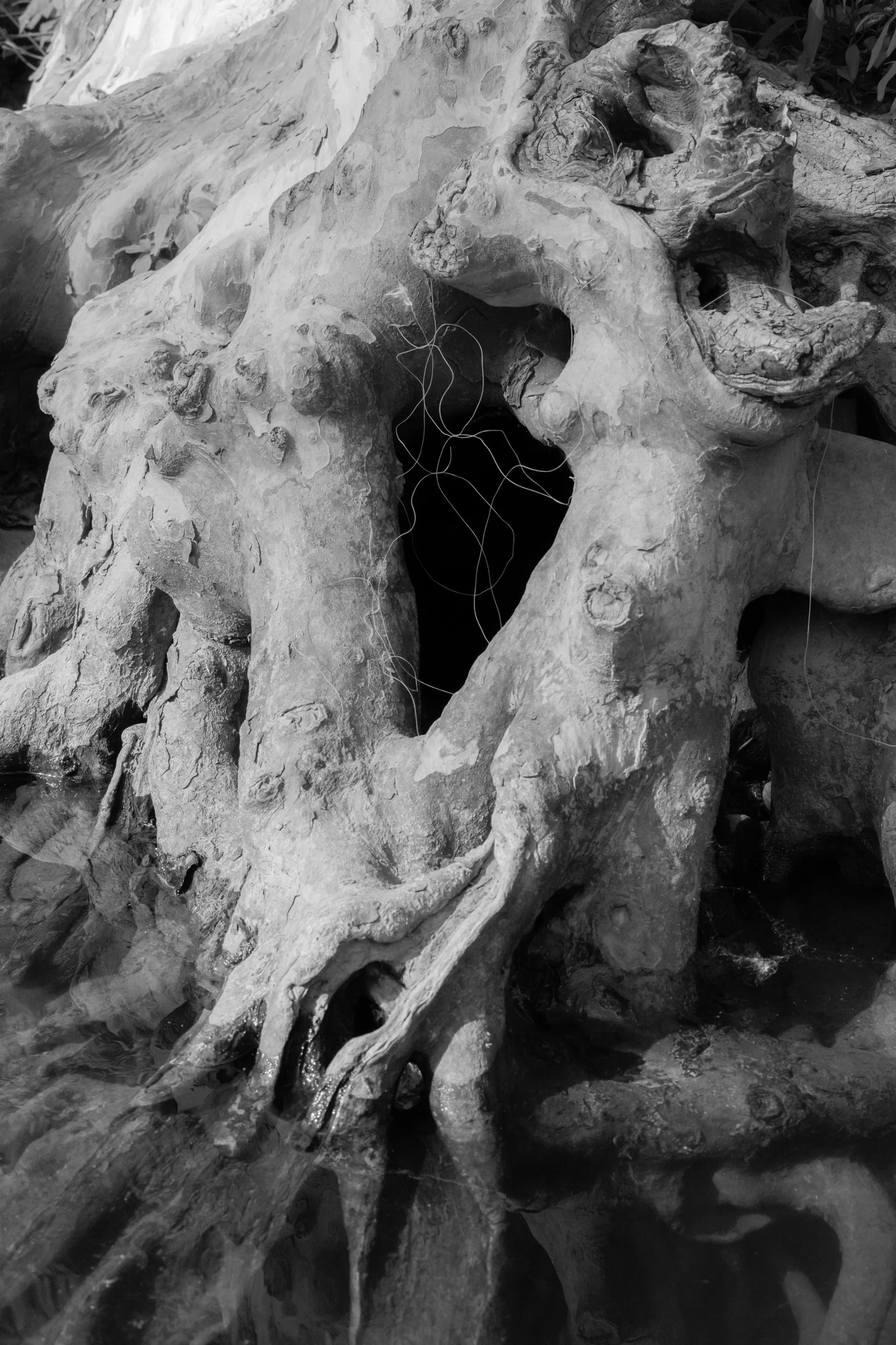 Down by the Hudson by Caleb Stein, photographed by Caleb Stein — Roots and Fisherman’s String (2024), pale sculptural roots framing a dark hollow crossed by a thin tangle of fishing line