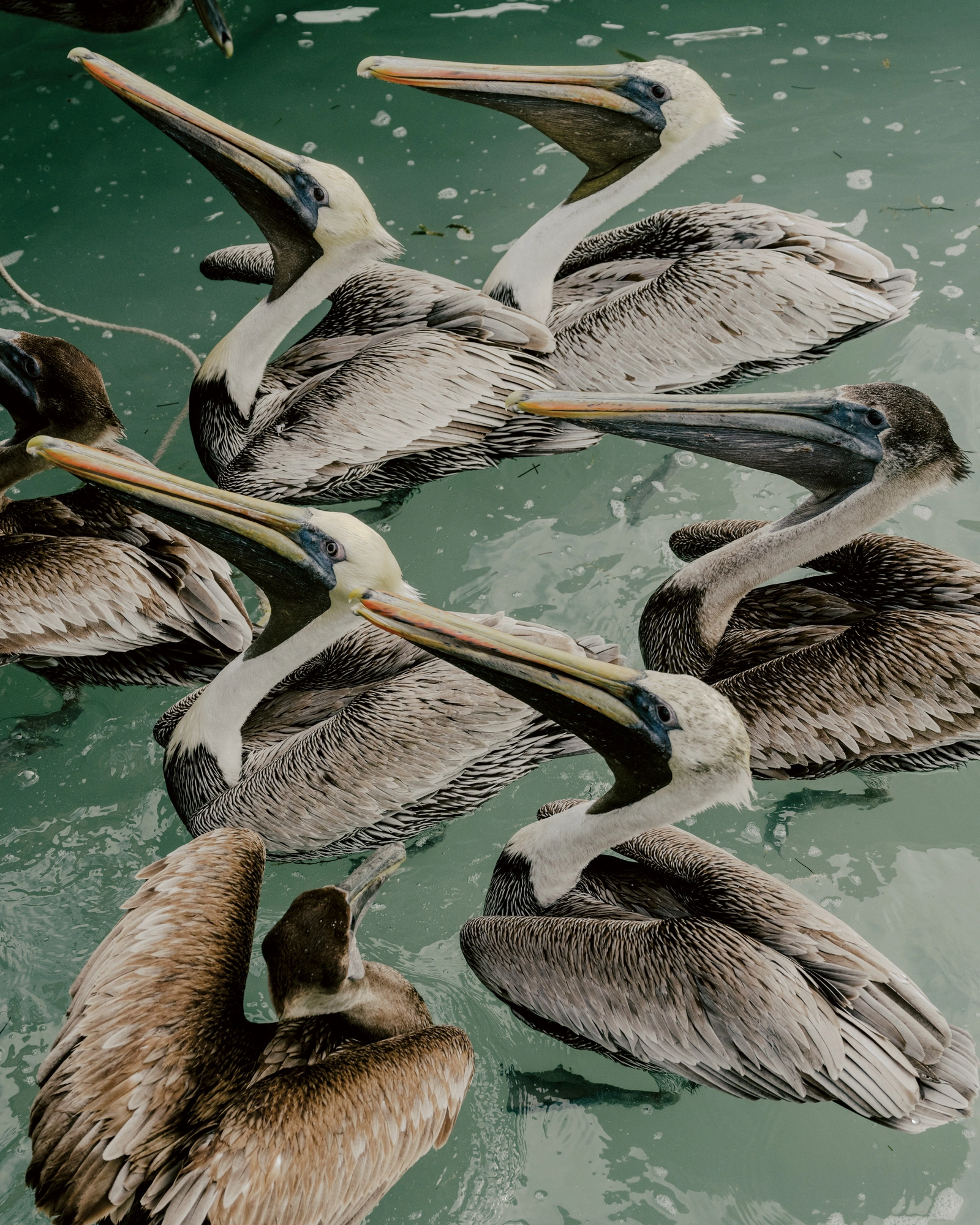 Paradise by Daniel Dorsa, photographed by Daniel Dorsa — Pelicans crowded together on green water, the photograph used on the cover of the book.
