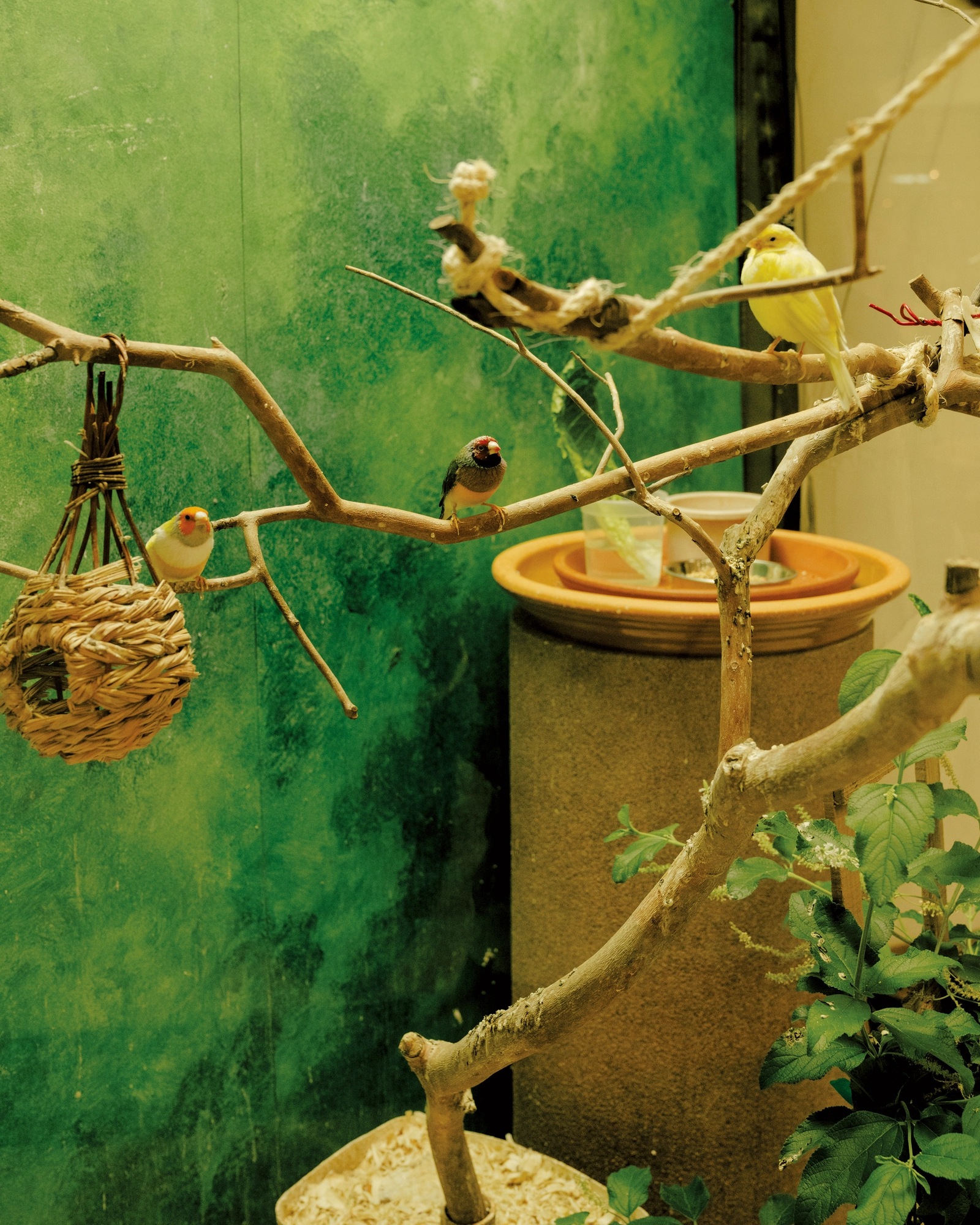 Paradise by Daniel Dorsa, photographed by Daniel Dorsa — A green painted wall behind bare branches where small birds perch, a woven nest hanging at left and a dish raised on a stand.