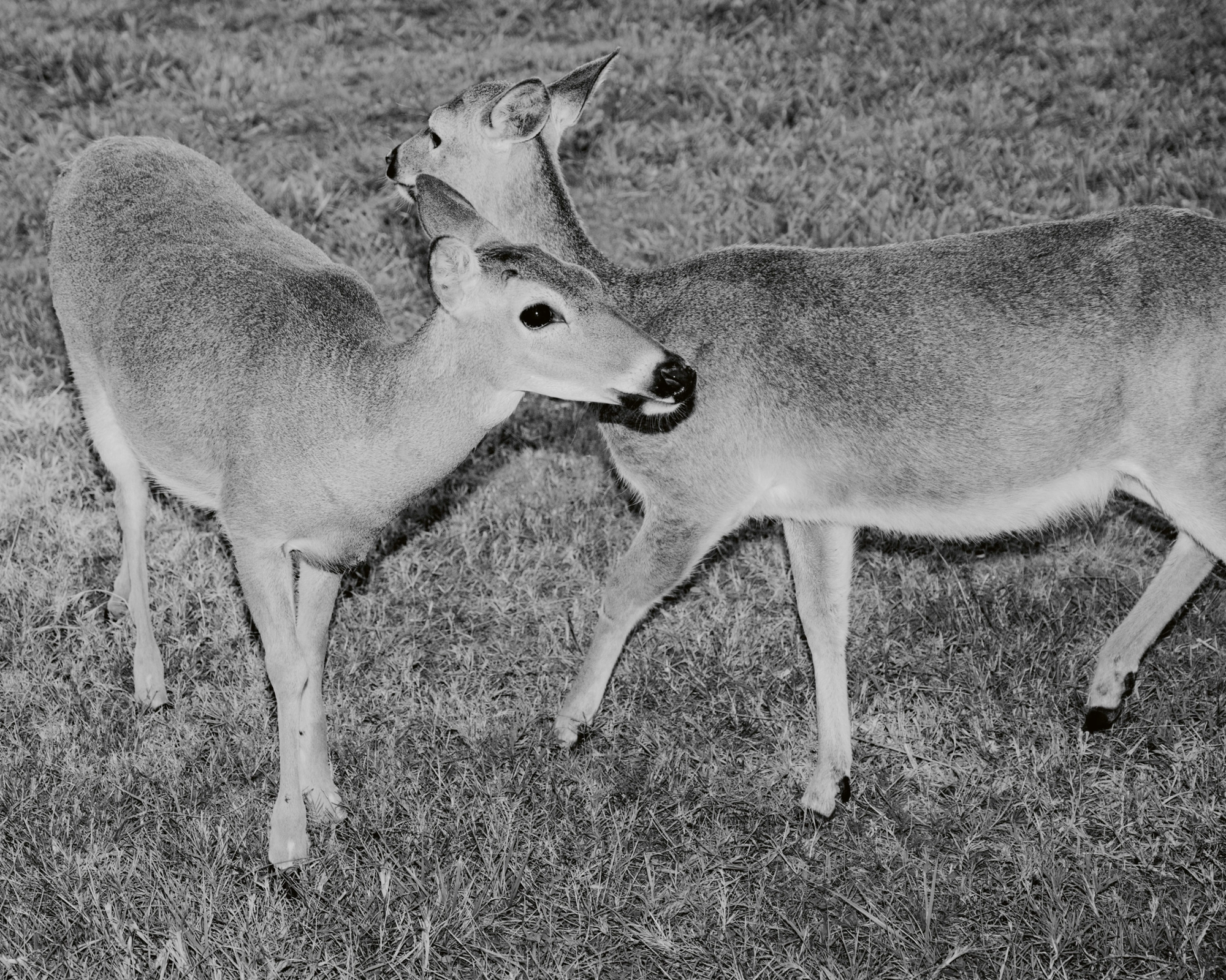 Paradise by Daniel Dorsa, photographed by Daniel Dorsa — Two deer standing on grass, in black and white.