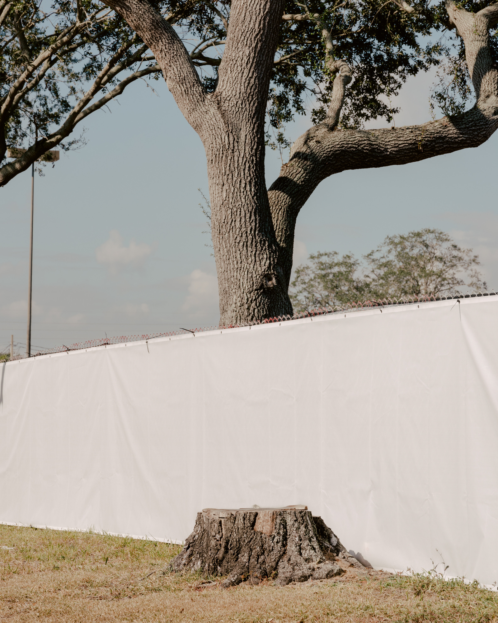 Paradise by Daniel Dorsa, photographed by Daniel Dorsa — A tree stump on dry grass in front of a long white screen, with a large tree behind.
