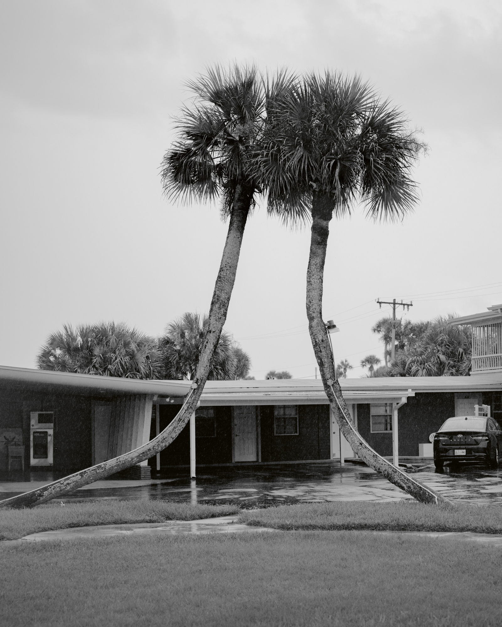 Paradise by Daniel Dorsa, photographed by Daniel Dorsa — Two palm trees leaning apart in front of a low building, in black and white.