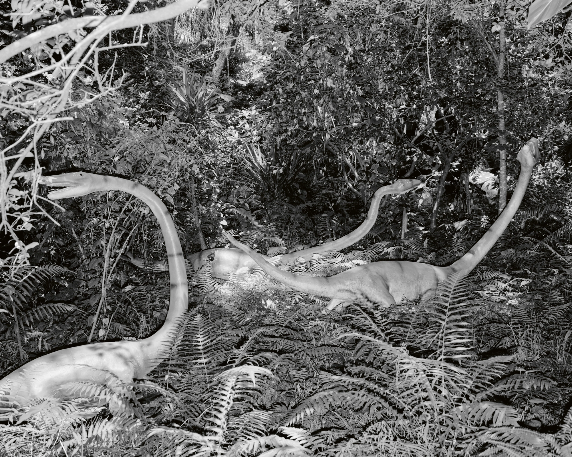 Paradise by Daniel Dorsa, photographed by Daniel Dorsa — Model dinosaurs among ferns and leaves, photographed in black and white.