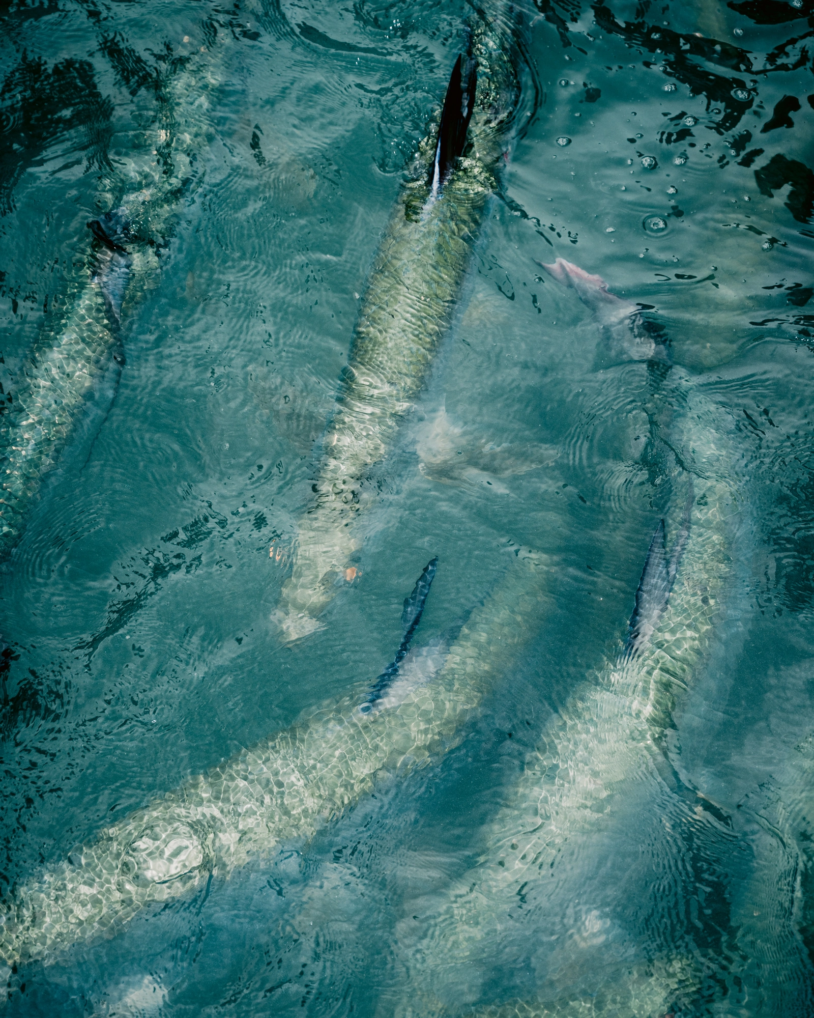 Paradise by Daniel Dorsa, photographed by Daniel Dorsa — Large fish in clear blue-green water, seen from above.