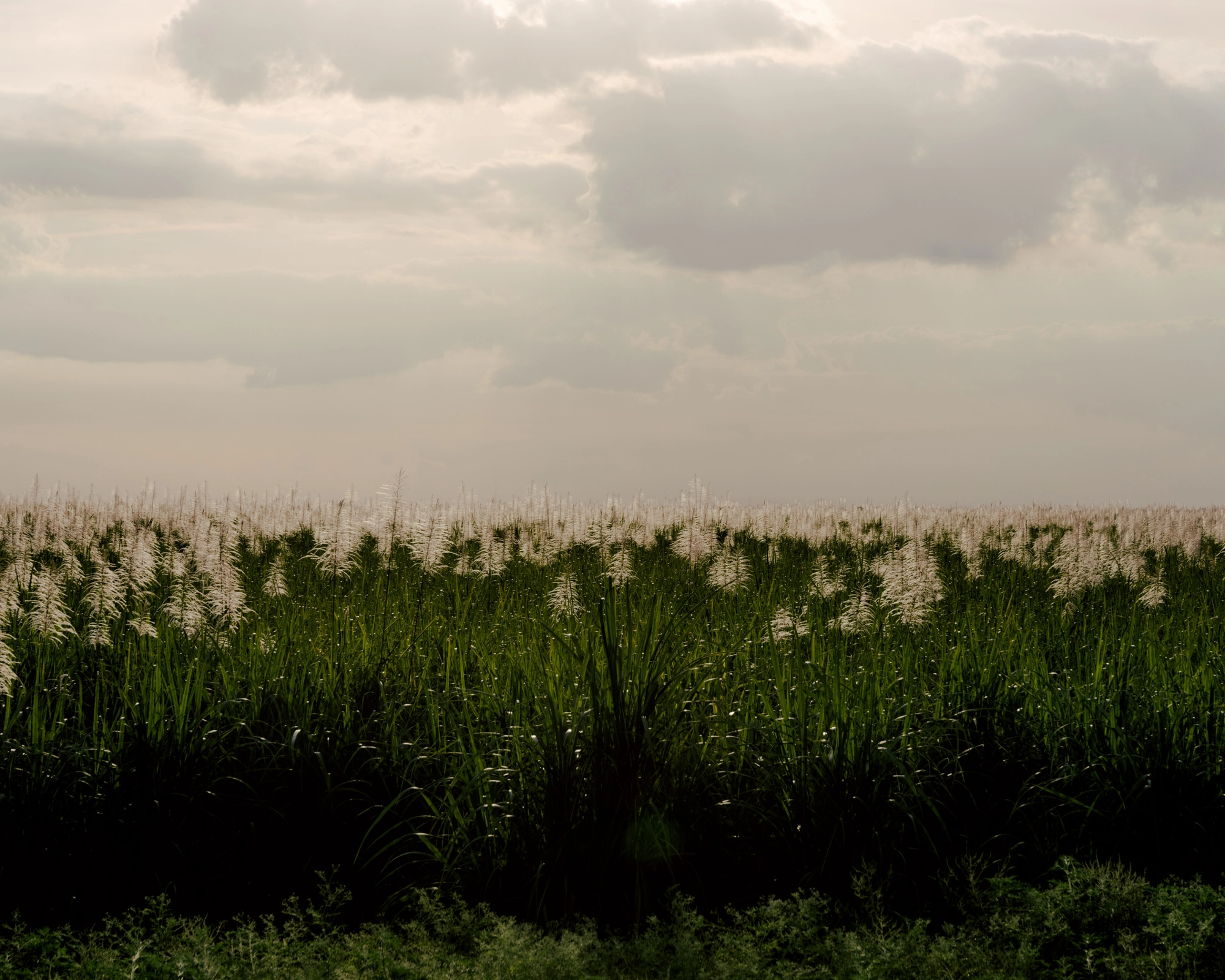 Paradise by Daniel Dorsa, photographed by Daniel Dorsa — A field of tall grass under a cloudy sky.