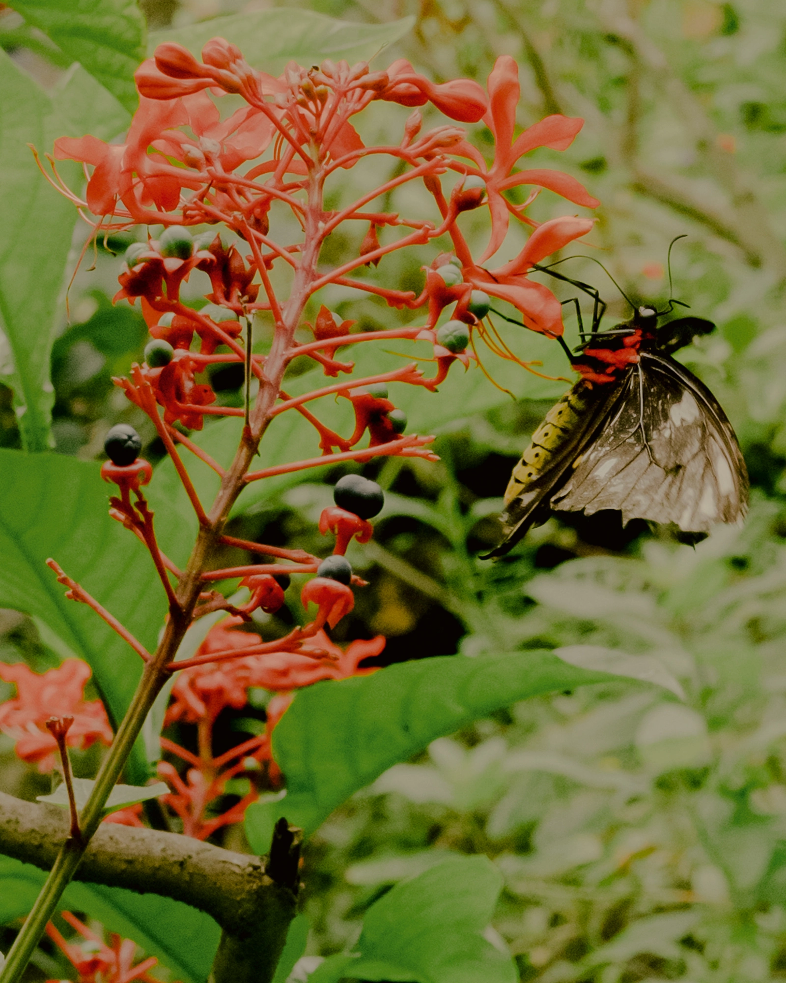 Paradise by Daniel Dorsa, photographed by Daniel Dorsa — A butterfly on red flowers among green leaves.