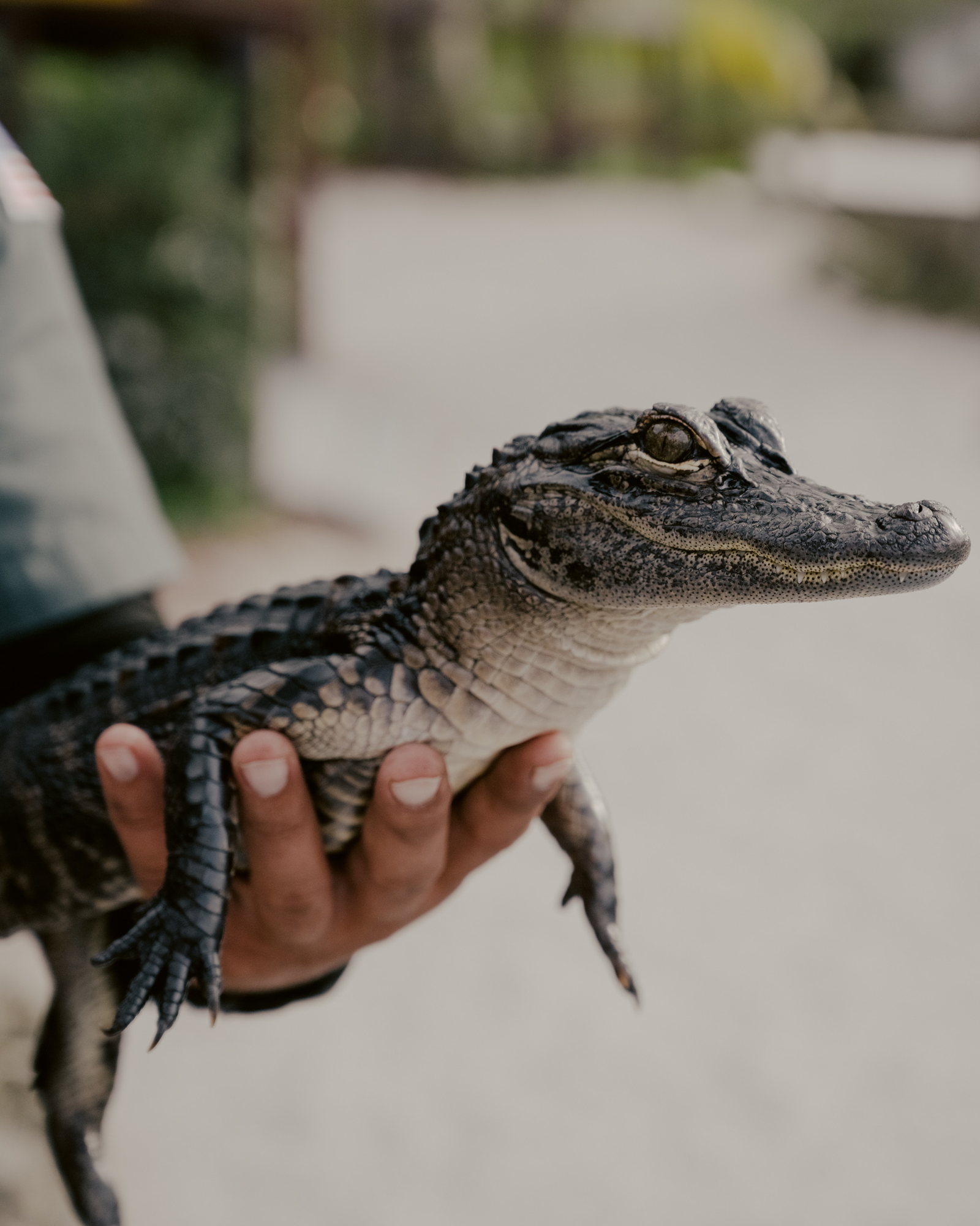 Paradise by Daniel Dorsa, photographed by Daniel Dorsa — A hand holding a small alligator.