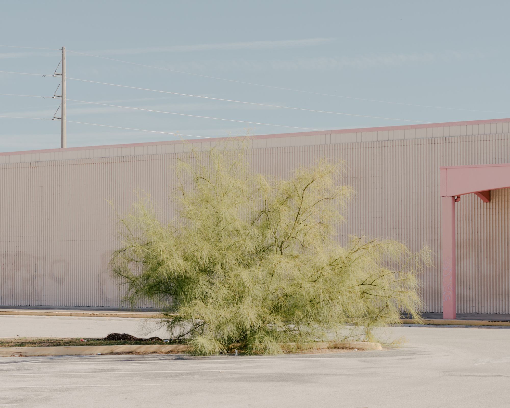 Paradise by Daniel Dorsa, photographed by Daniel Dorsa — A feathery tree against a long pale pink wall, with power lines above.