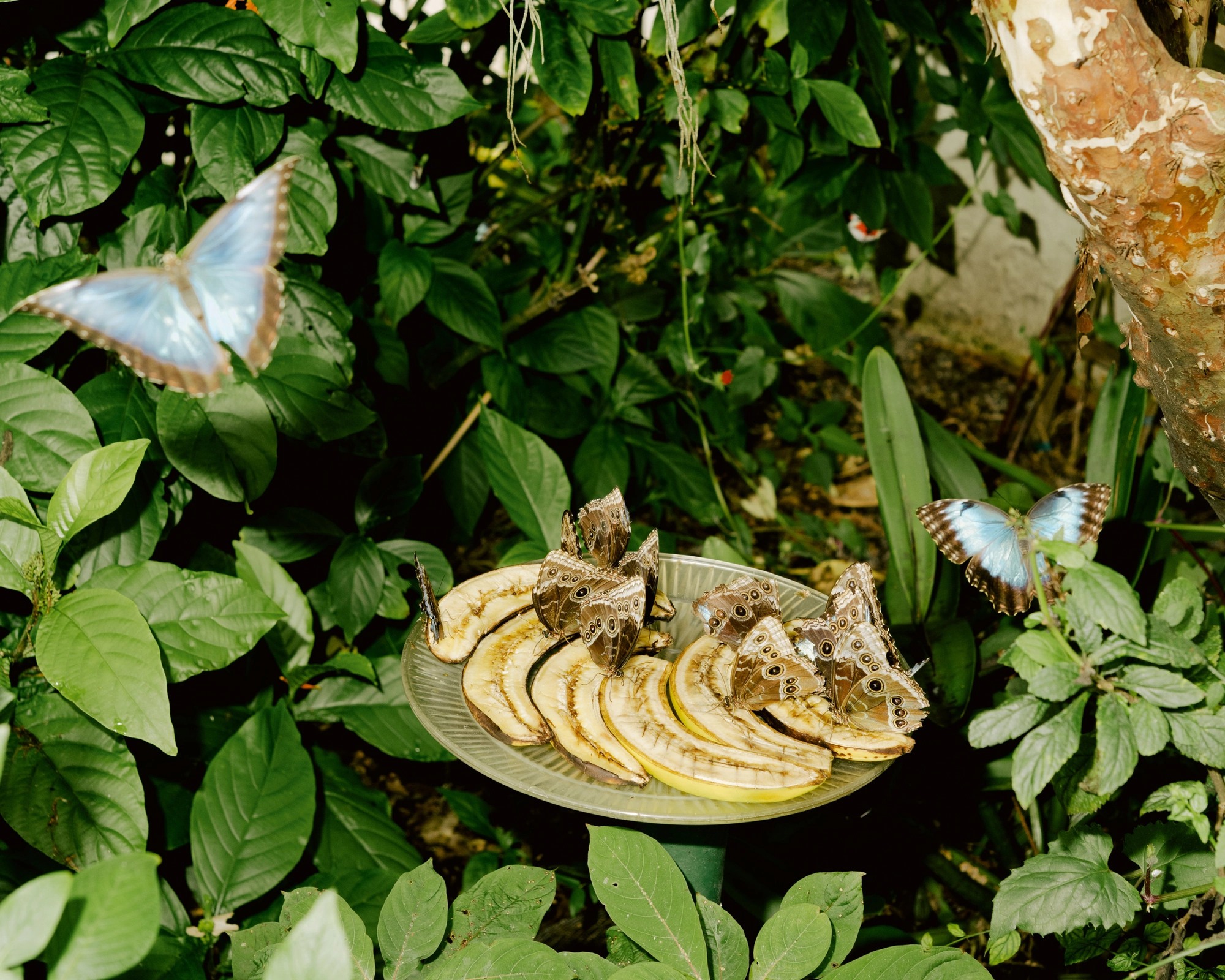 Paradise by Daniel Dorsa, photographed by Daniel Dorsa — Blue butterflies around a plate of sliced bananas among leaves.