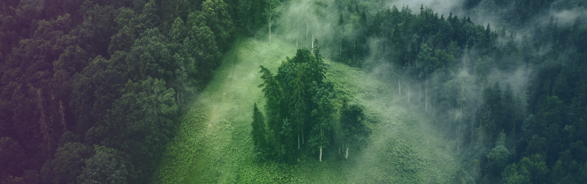 A hilltop in the middle of a forest with a purple to blue gradient.