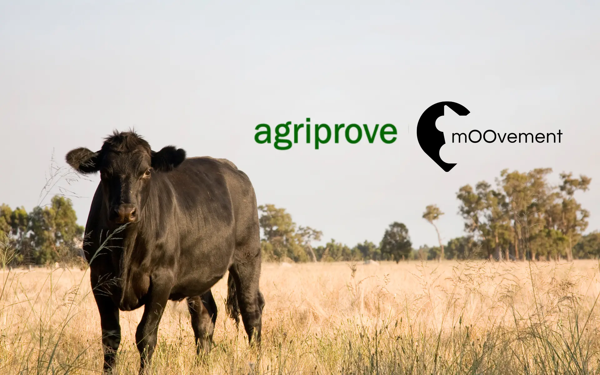 mOOvement Teams Up with AgriProve to Bring Advanced Cattle Tracking Into Soil-Carbon Projects