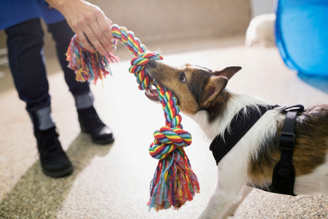 how-to-start-a-dog-training-business-8-simple-steps-petexec