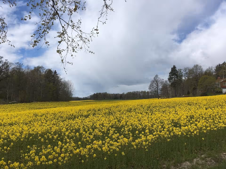 Rapsfält