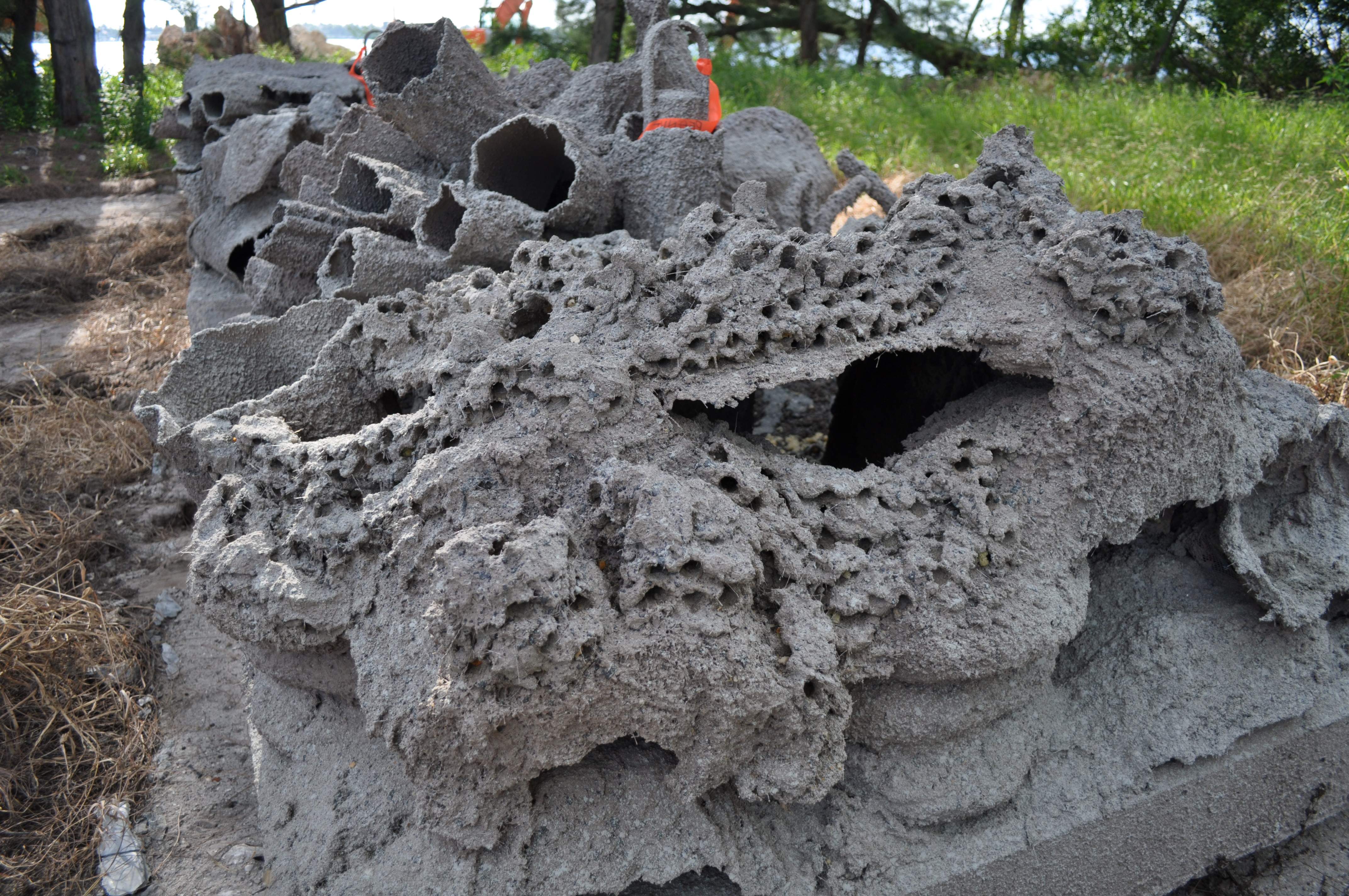Early Reef Cells module
